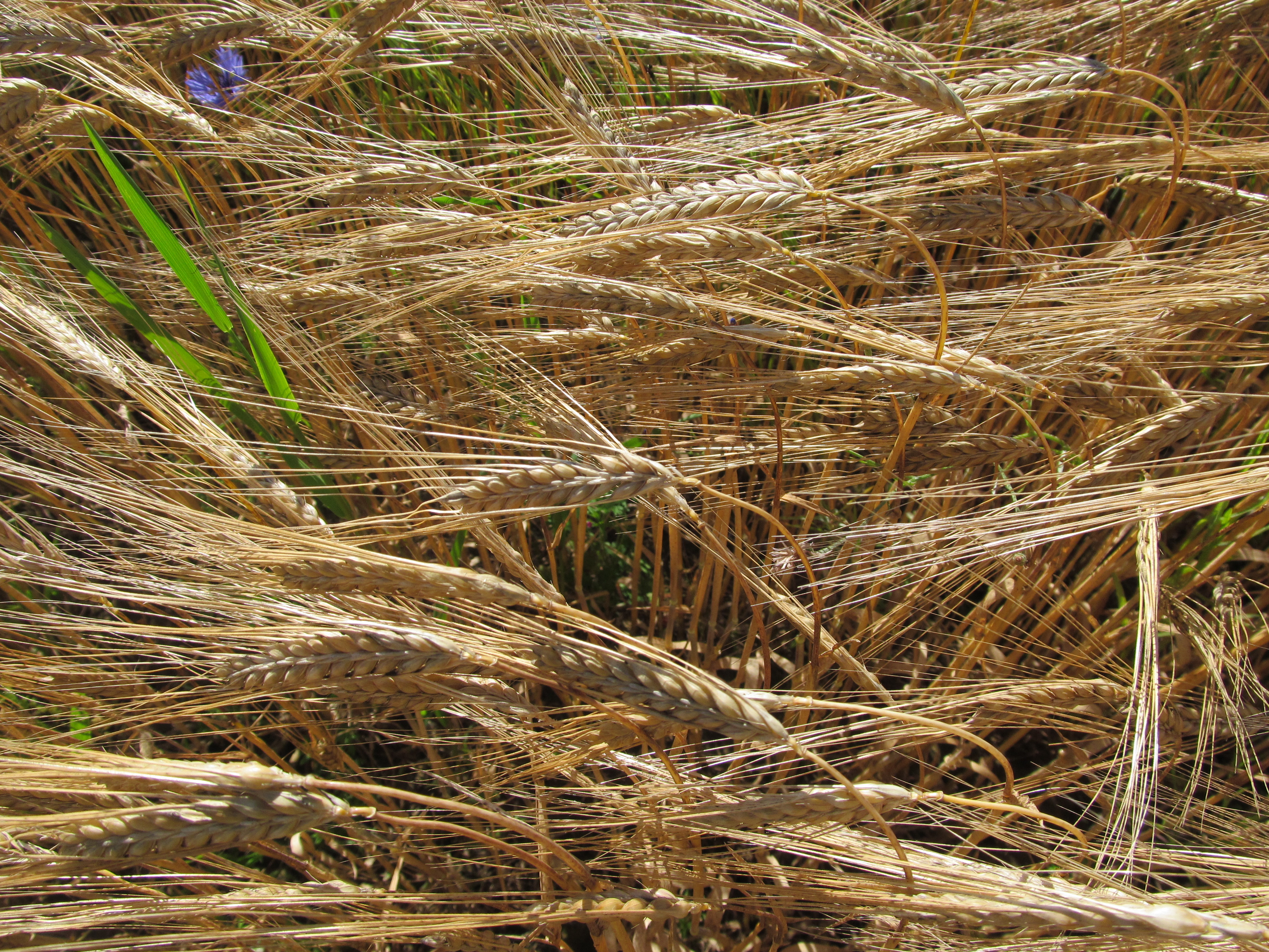 Free download wallpaper Landscape, Wheat, Earth on your PC desktop