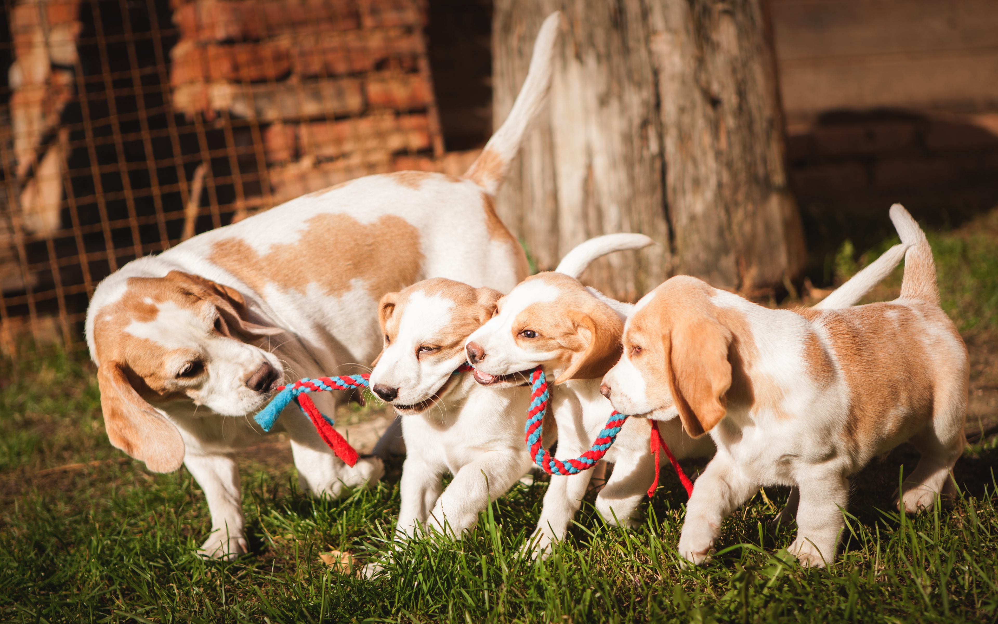 Free download wallpaper Dogs, Dog, Animal, Puppy, Beagle, Baby Animal on your PC desktop