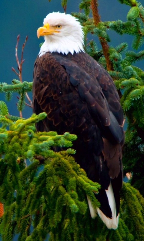 Handy-Wallpaper Tiere, Vögel, Weißkopfseeadler kostenlos herunterladen.