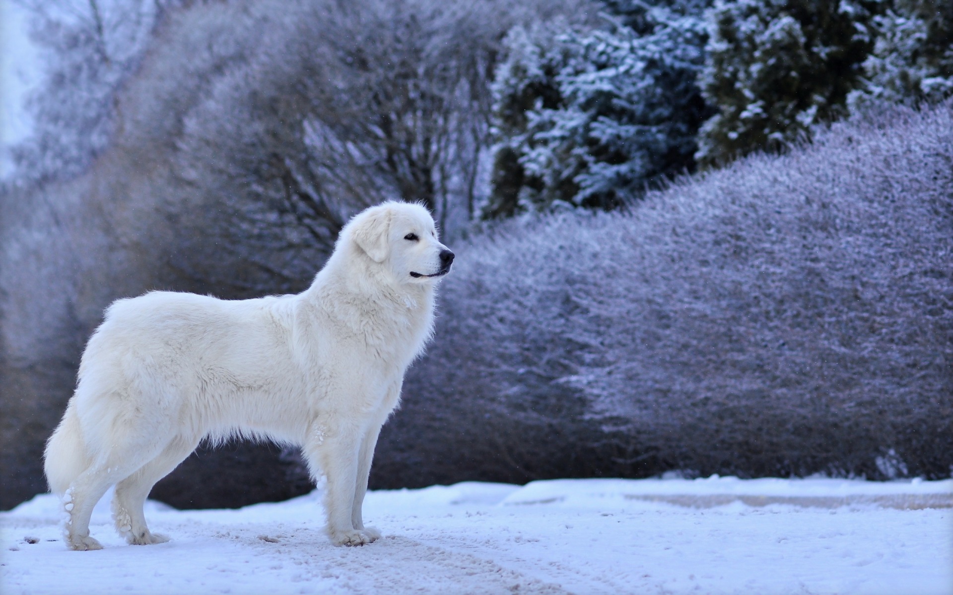 Handy-Wallpaper Hunde, Hund, Tiere kostenlos herunterladen.