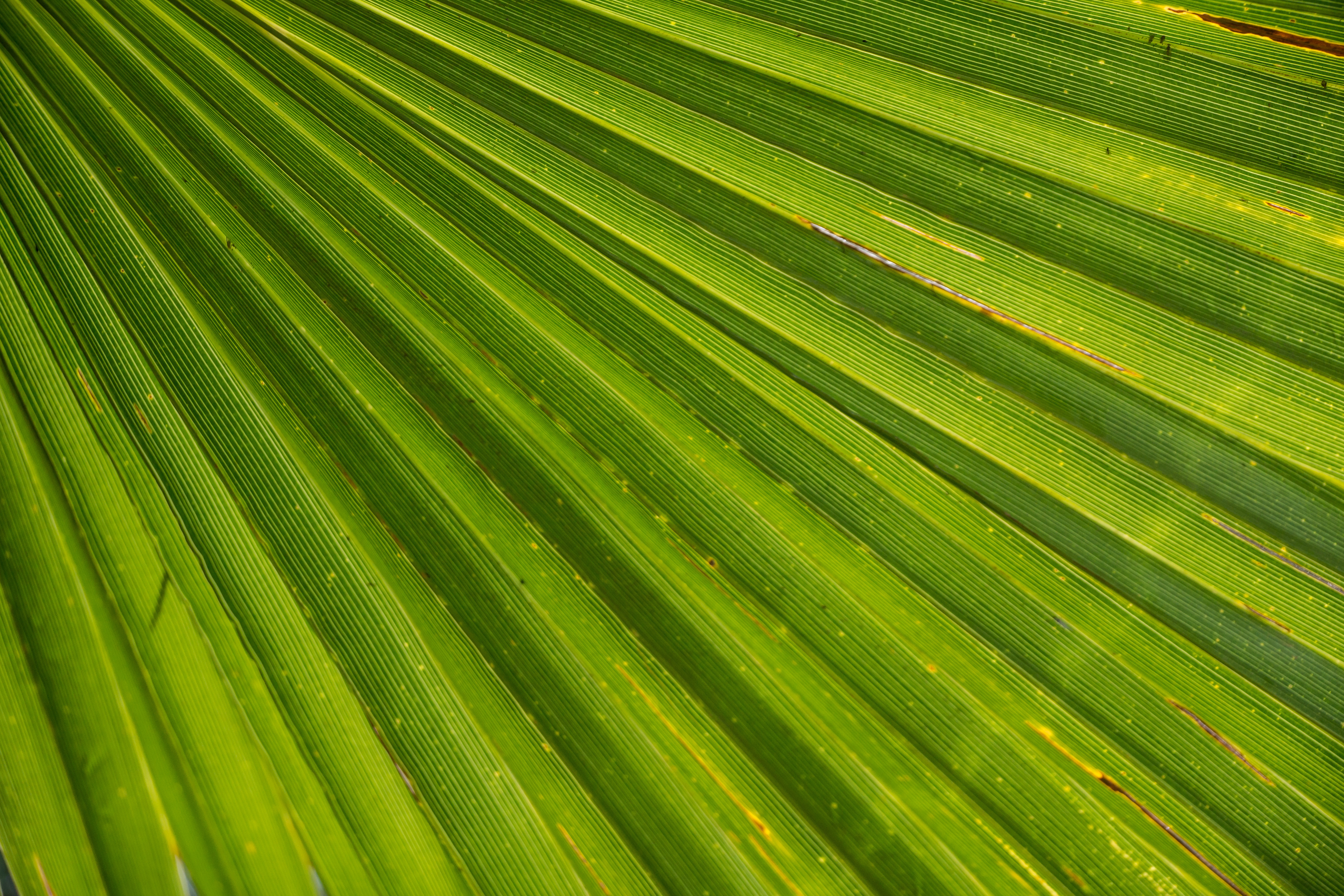 Laden Sie das Palm, Drops, Palme, Blatt, Pflanze, Makro-Bild kostenlos auf Ihren PC-Desktop herunter