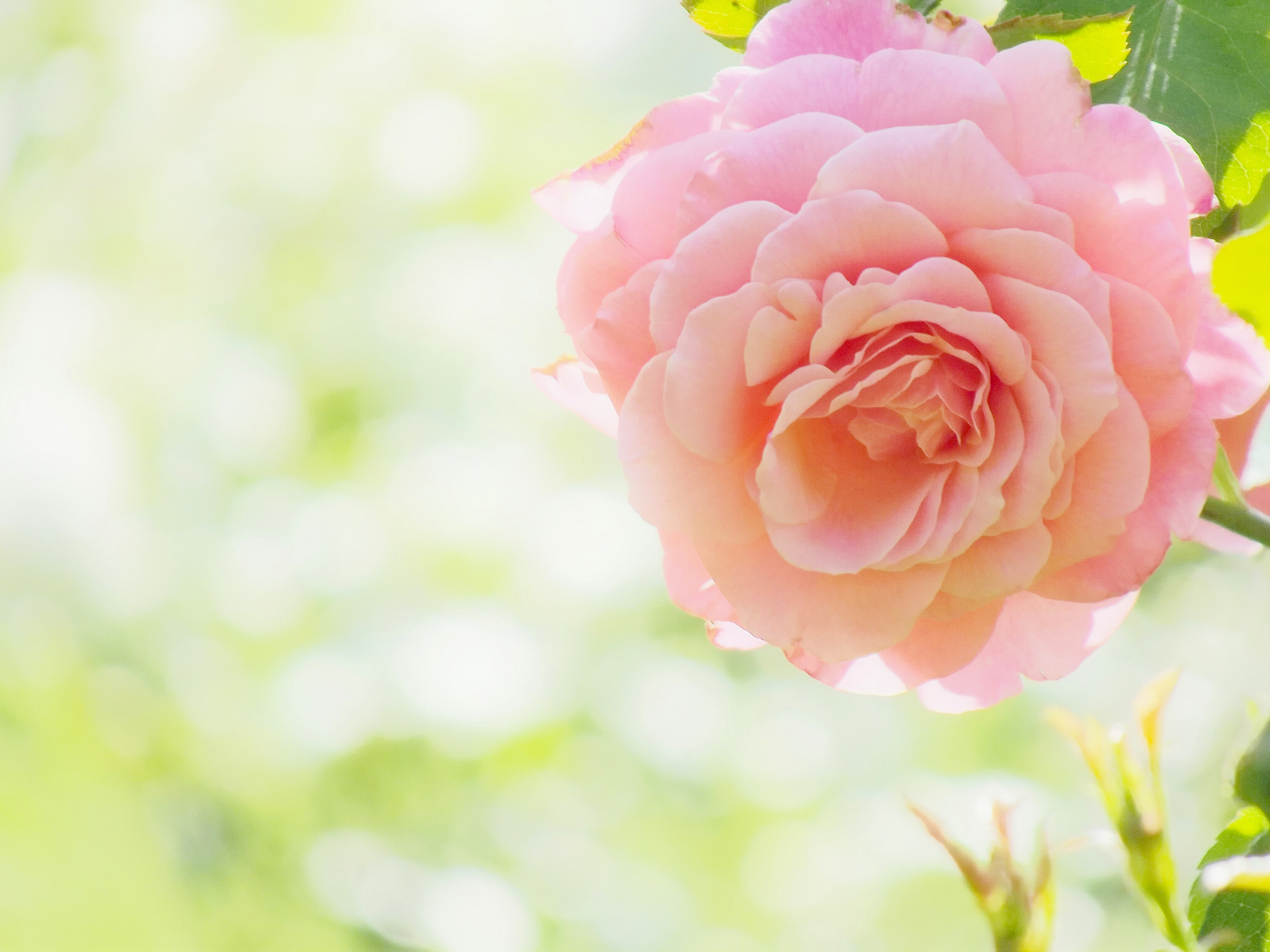Download mobile wallpaper Flowers, Flower, Macro, Rose, Earth for free.