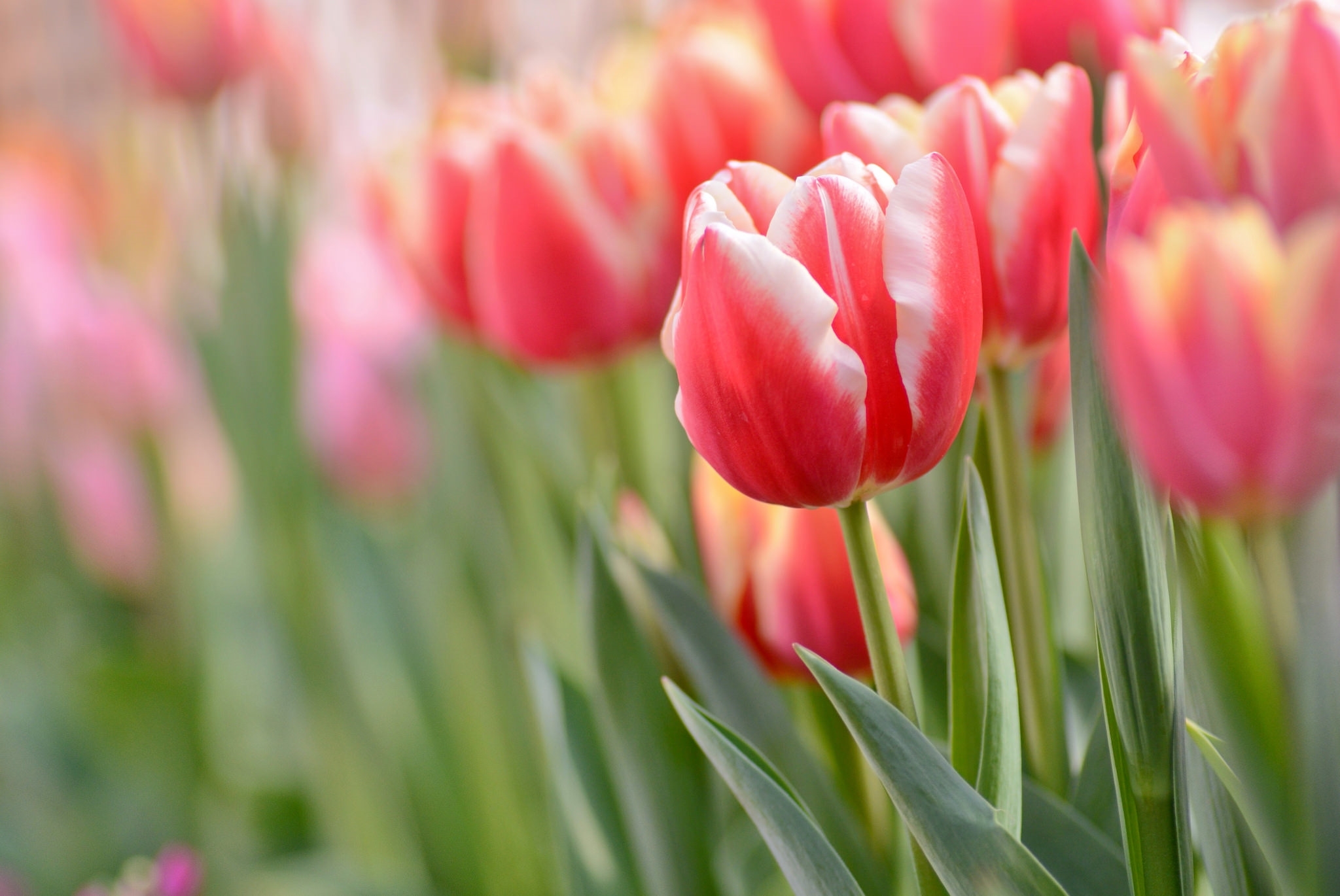 Laden Sie das Natur, Blumen, Sommer, Nahansicht, Tulpe, Erde/natur, Pinke Blume-Bild kostenlos auf Ihren PC-Desktop herunter