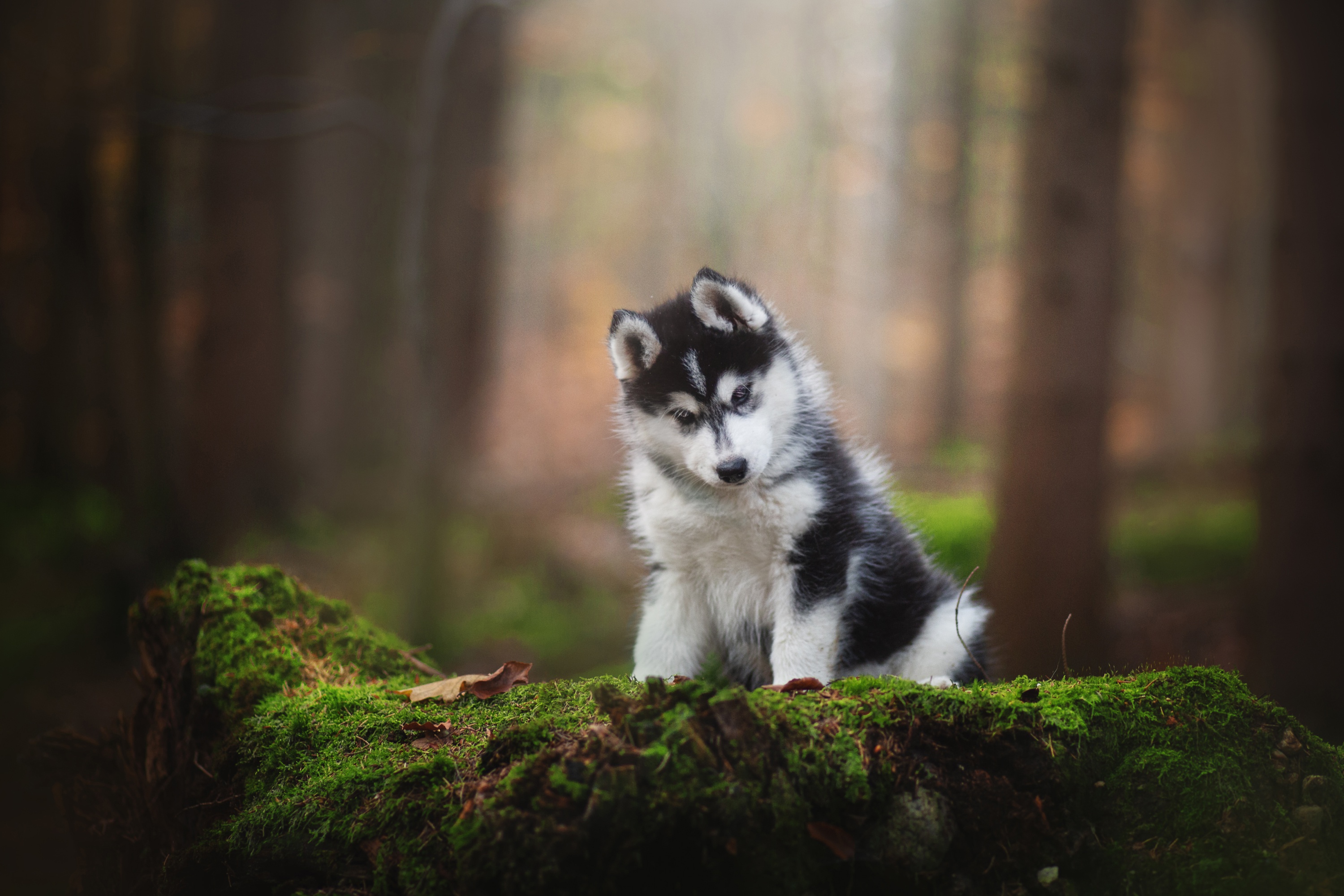 Free download wallpaper Dogs, Animal, Puppy, Husky, Baby Animal on your PC desktop