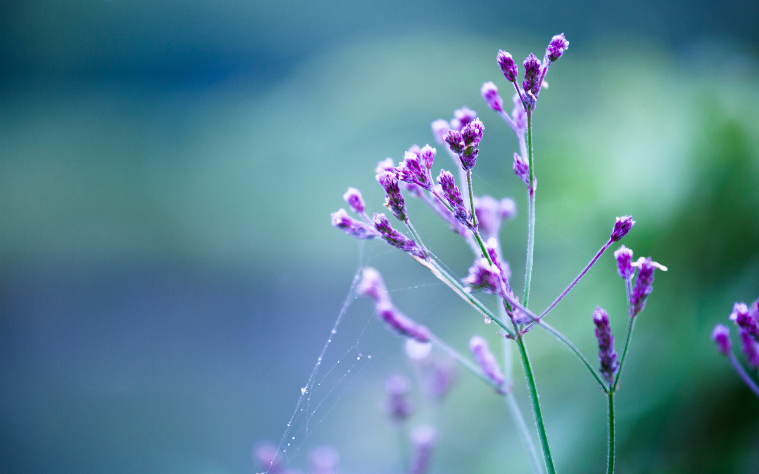 Téléchargez gratuitement l'image Fleurs, Fleur, Terre/nature sur le bureau de votre PC