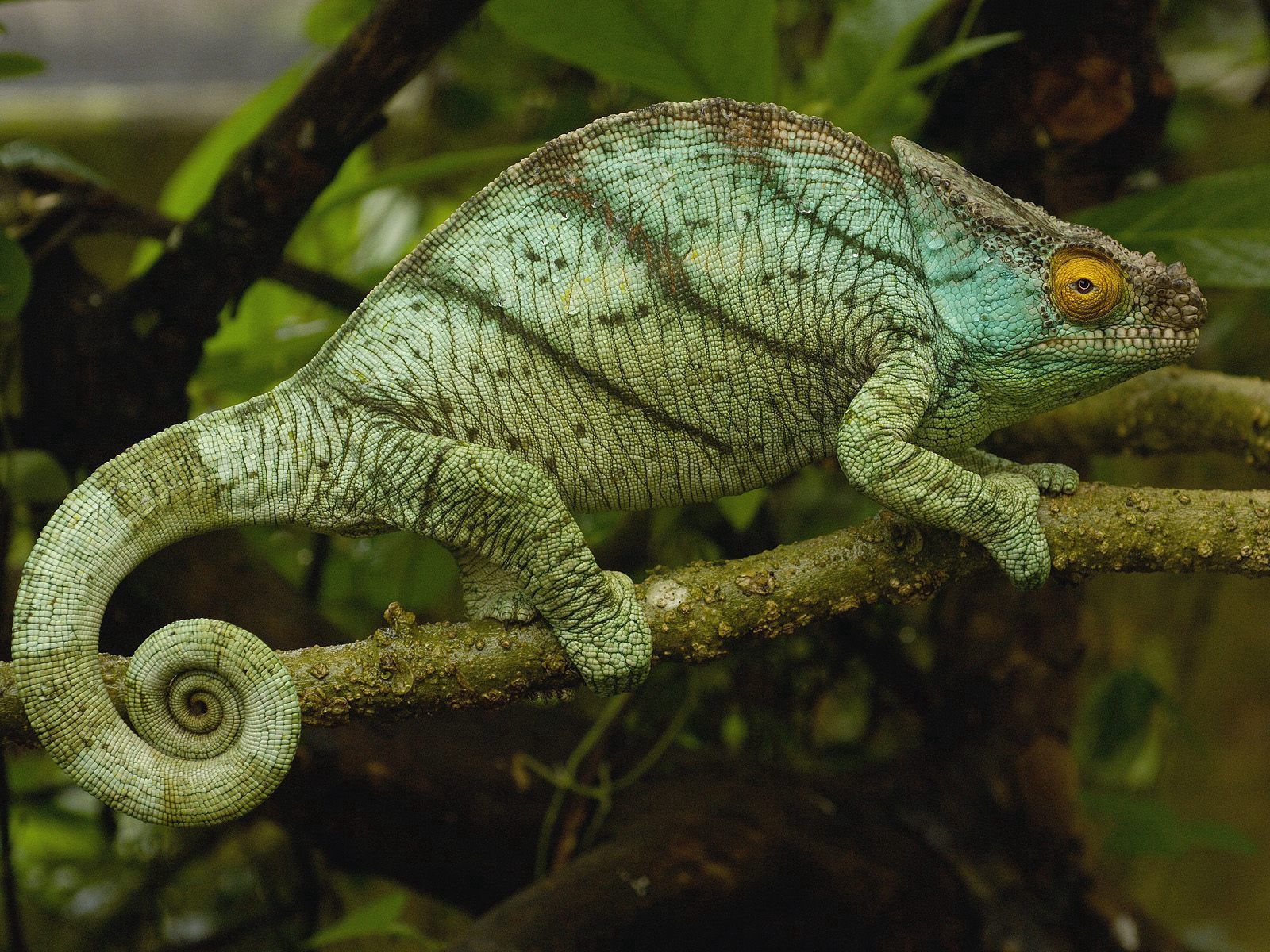 Download mobile wallpaper Sit, Branches, Animals, Chameleon, Grass for free.