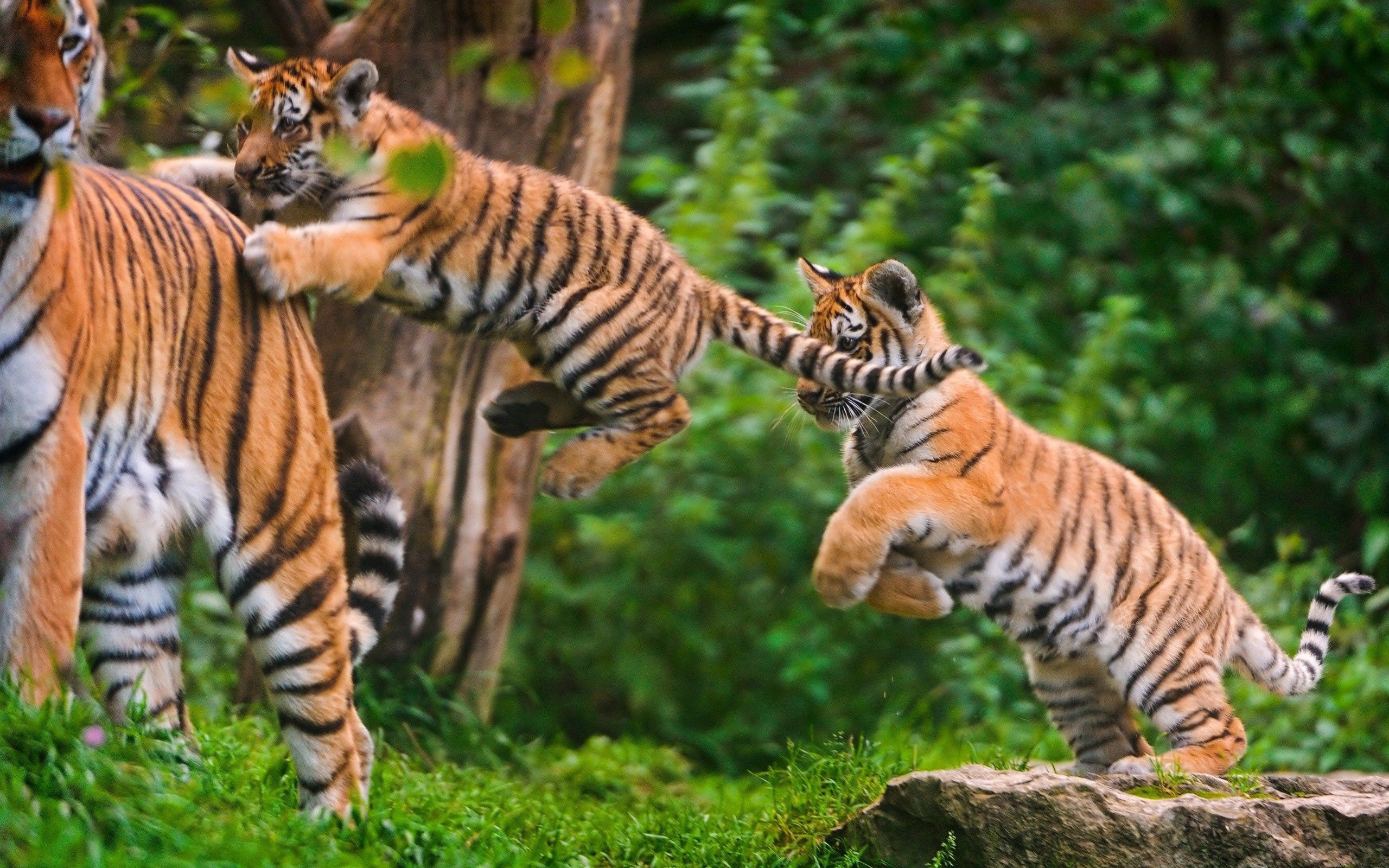 animals, grass, tigers, young, bounce, jump, cubs