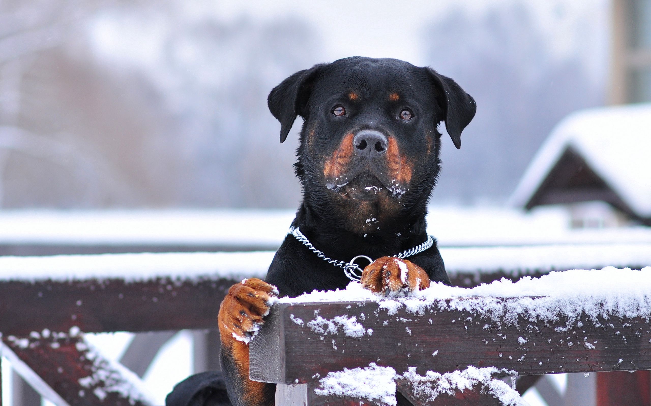 dog, animals, snow, sight, opinion, collar, rottweiler 4K, Ultra HD