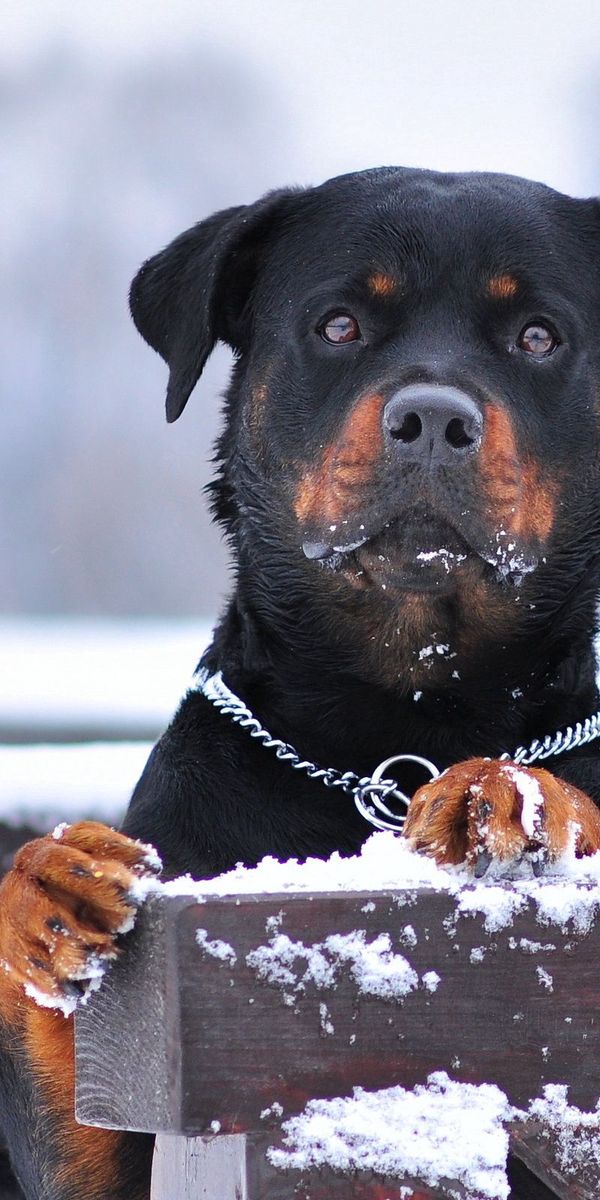 Rottweiler Phone Wallpapers: Free 4K & HD Downloads | mob.org