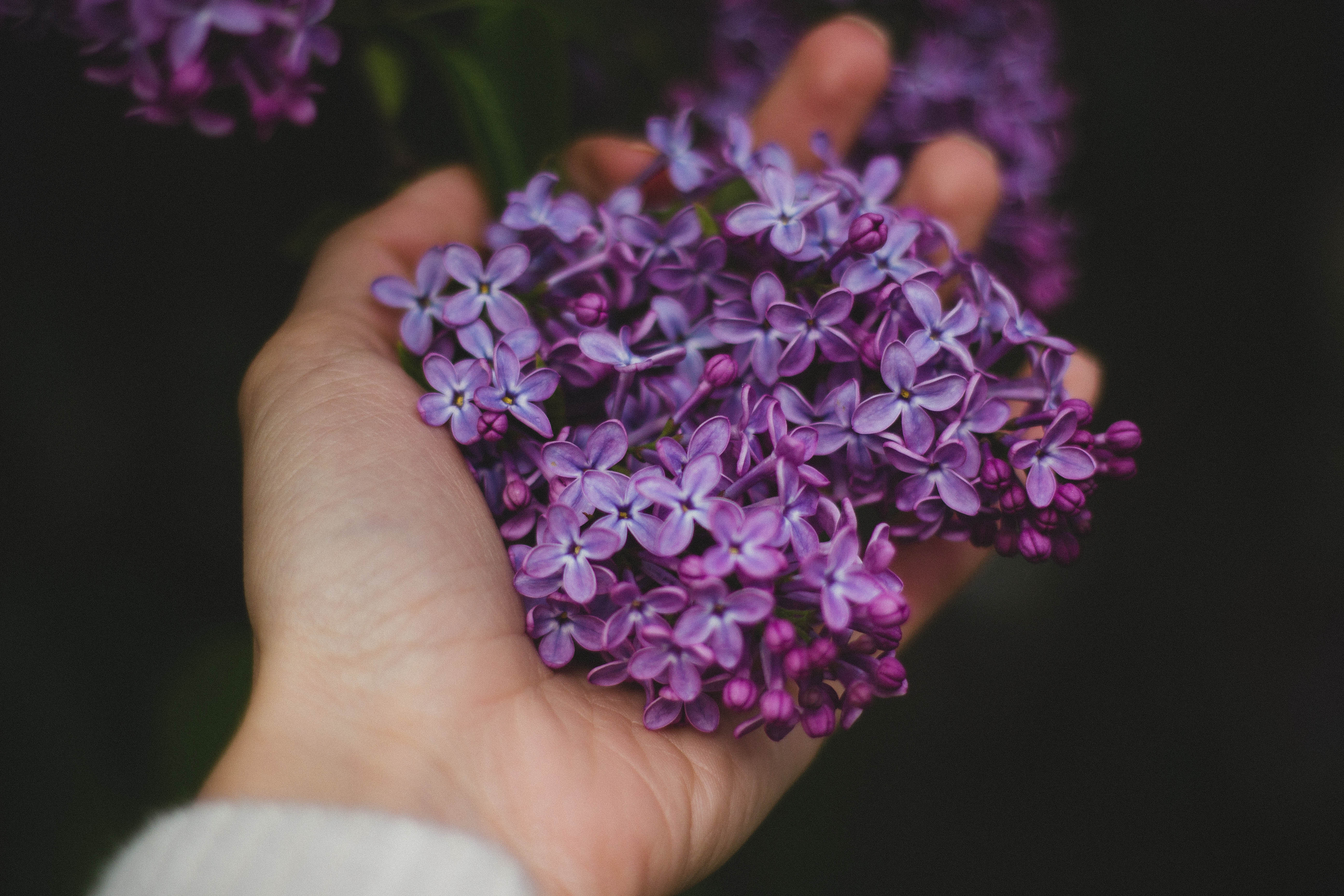 Laden Sie das Lilac, Hand, Blumen-Bild kostenlos auf Ihren PC-Desktop herunter