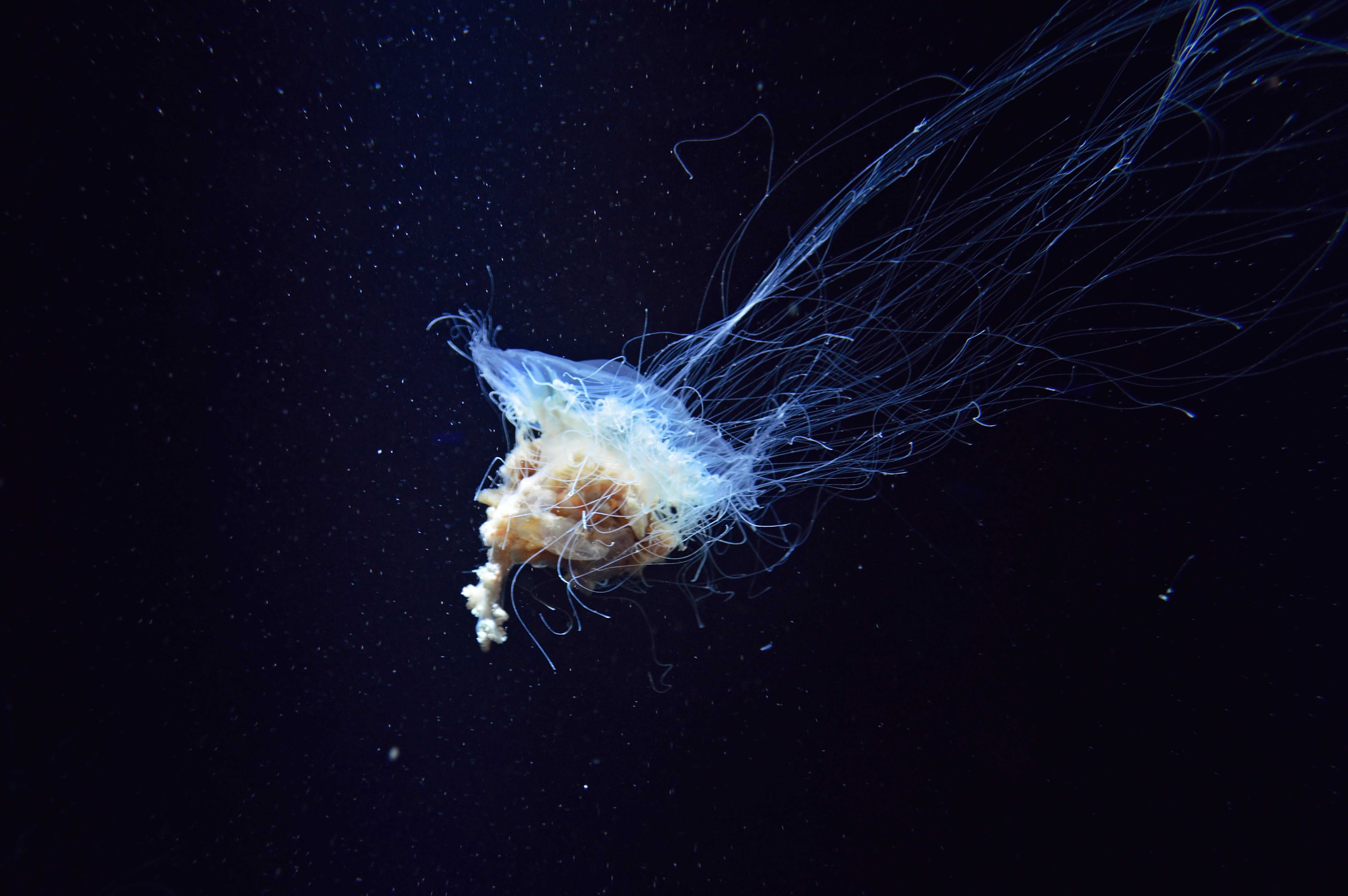 nature, jellyfish, underwater world, tentacles 5K