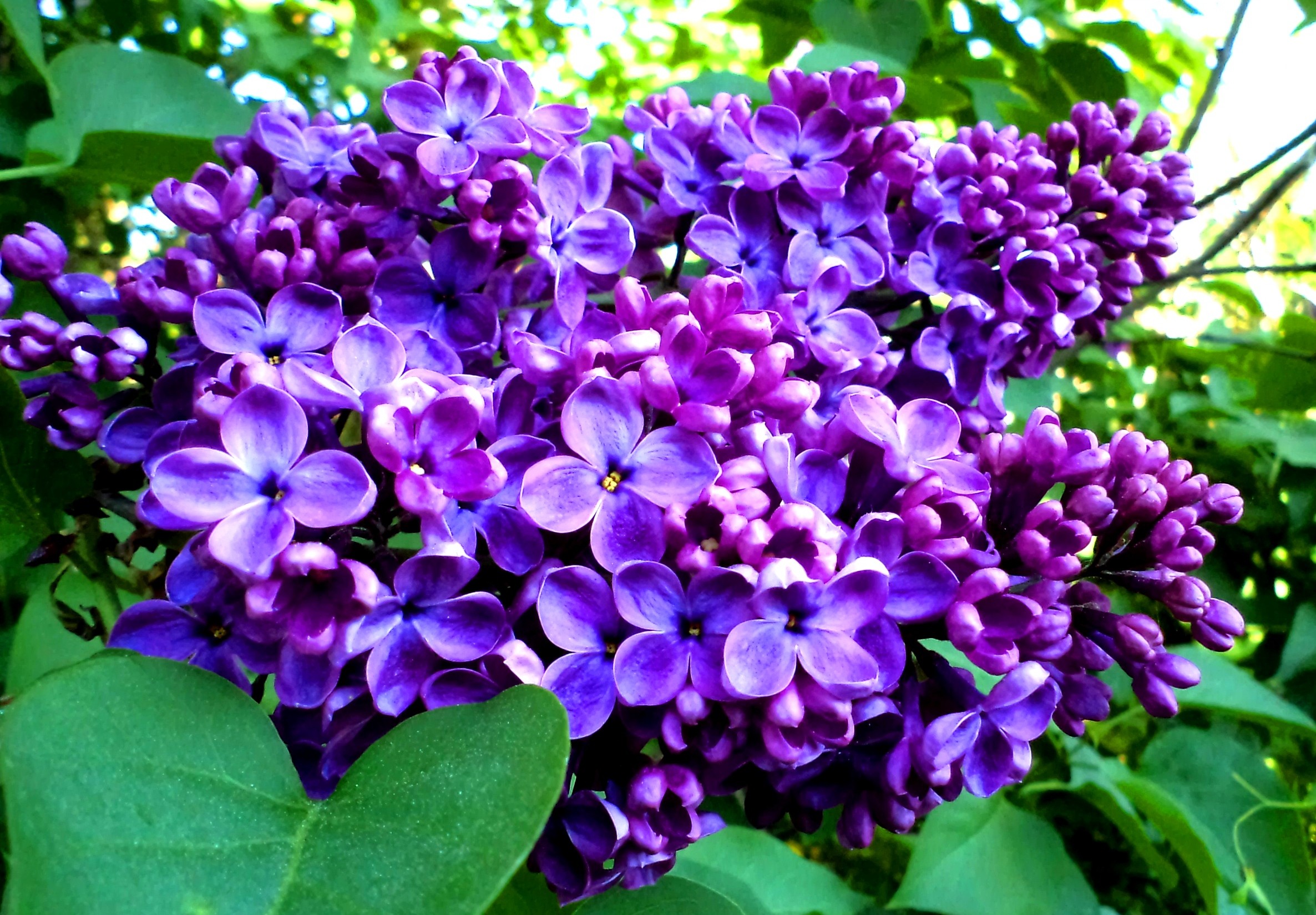 Download mobile wallpaper Nature, Flowers, Lilac, Flower, Close Up, Earth, Purple Flower for free.