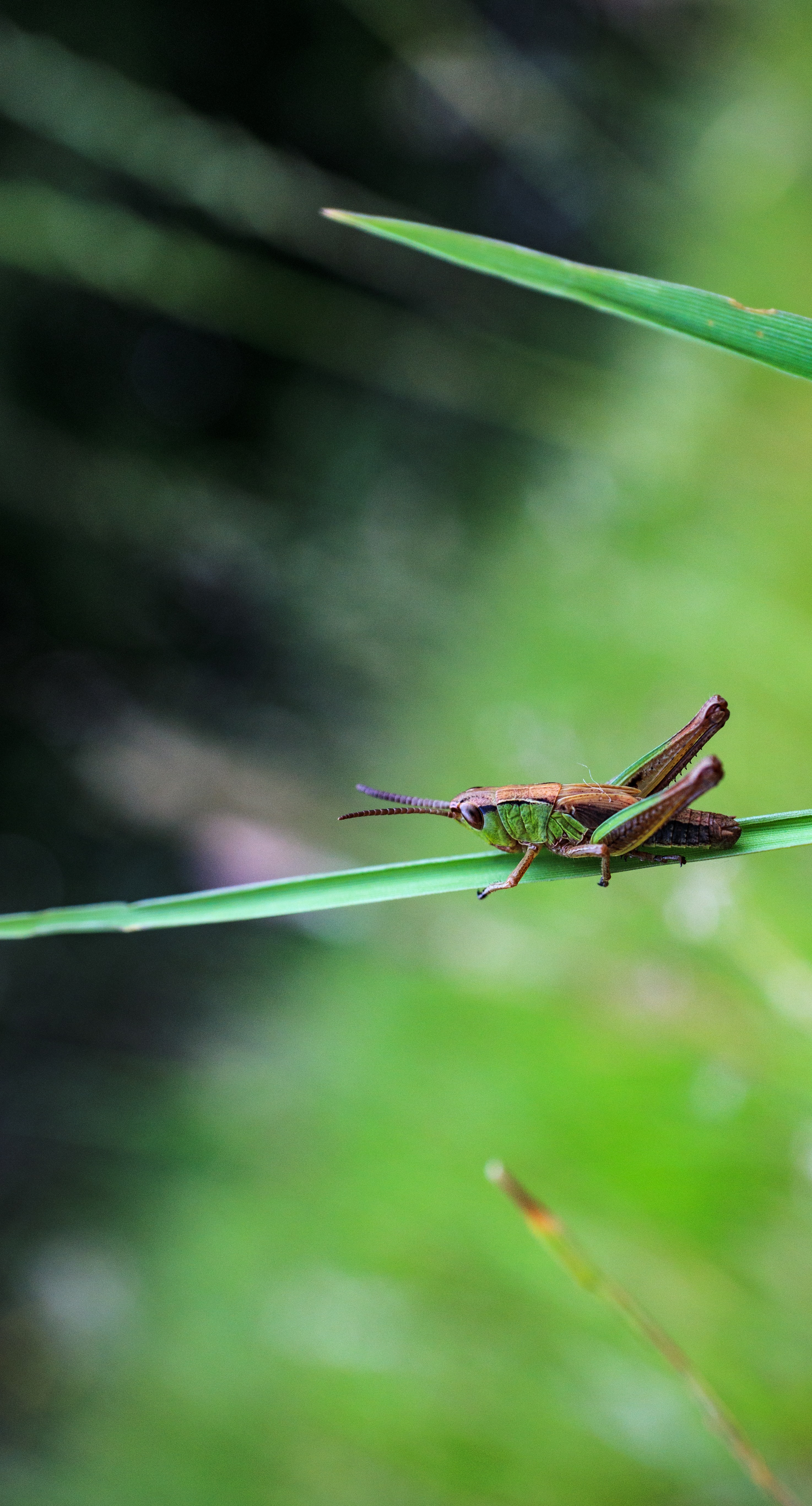 grasshopper, animals, macro, blur, insect