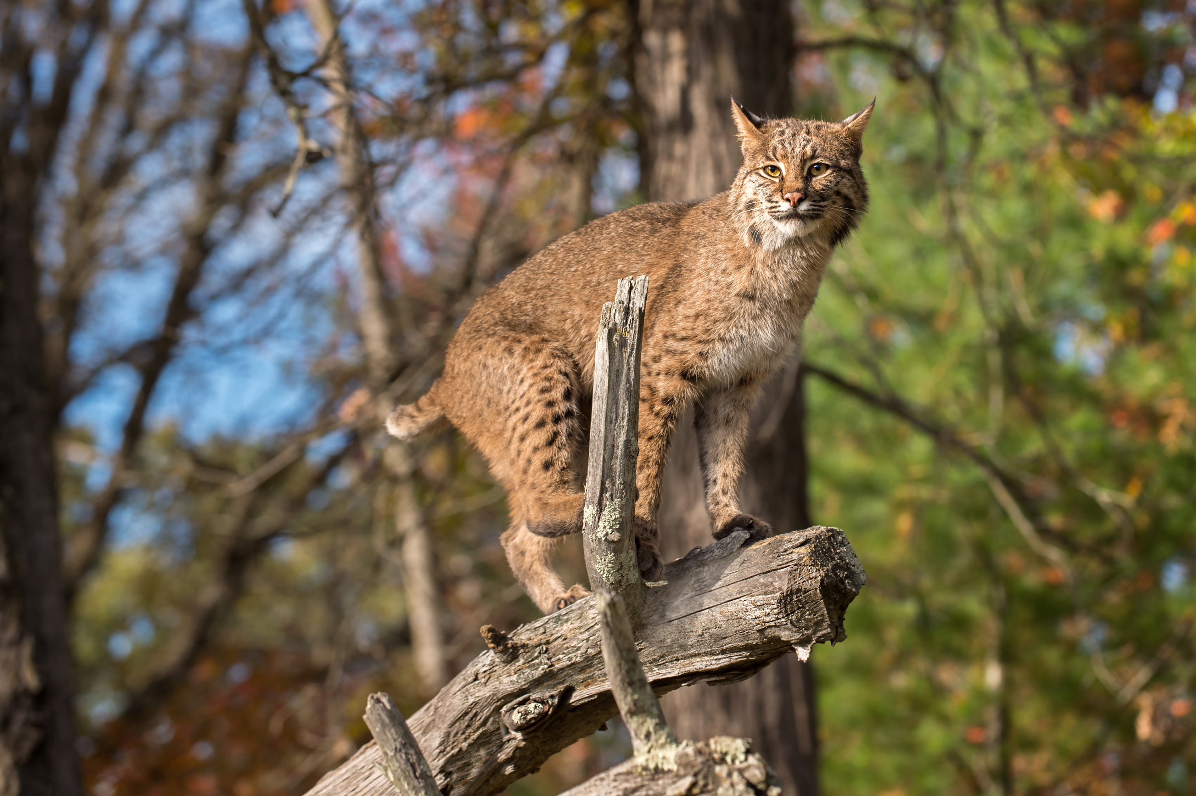 Download mobile wallpaper Cats, Animal, Log, Lynx for free.