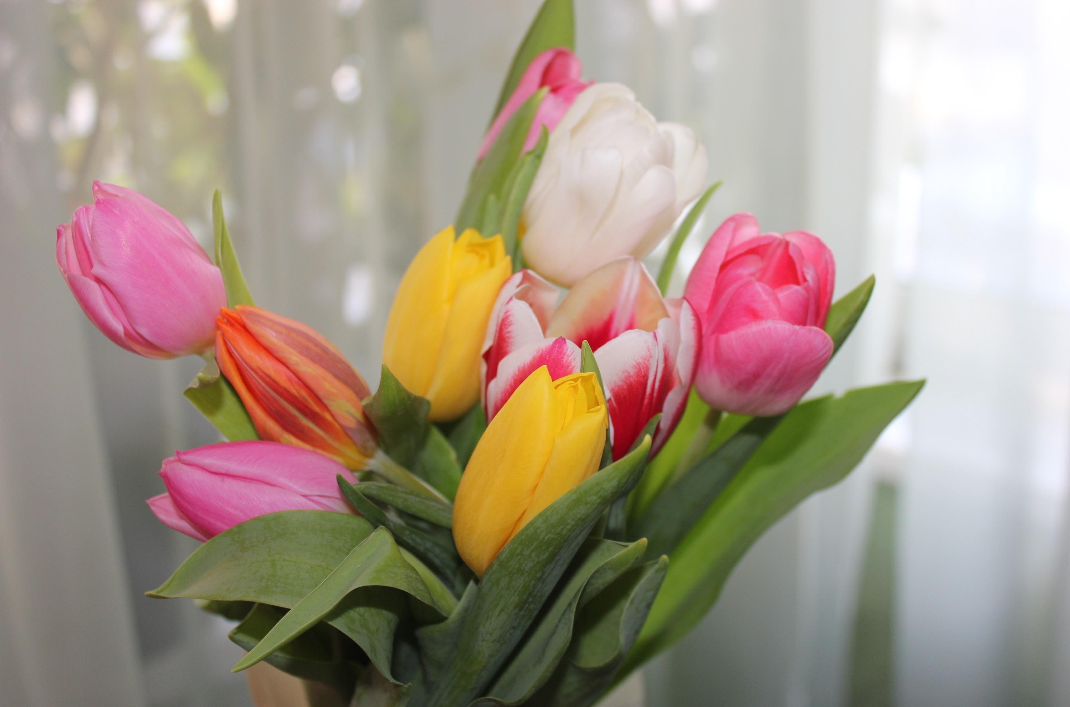 spring, tulips, flowers, bright, bouquet