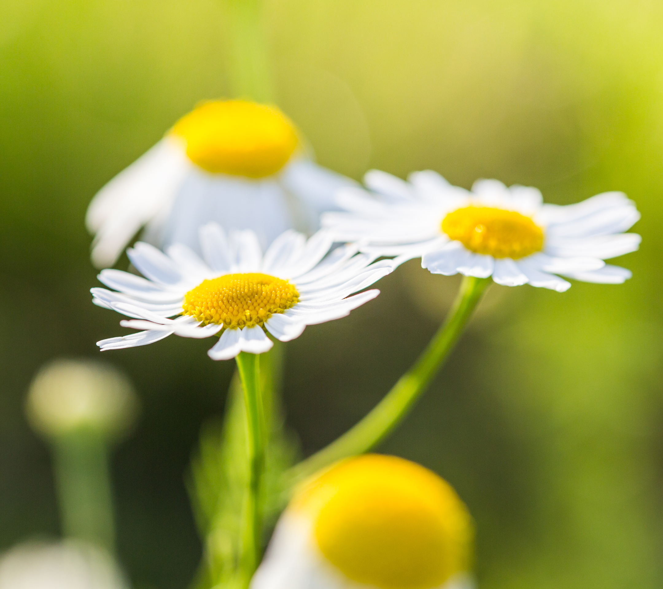 Download mobile wallpaper Nature, Flowers, Camomile, Flower, Blur, Close Up, Earth, White Flower for free.