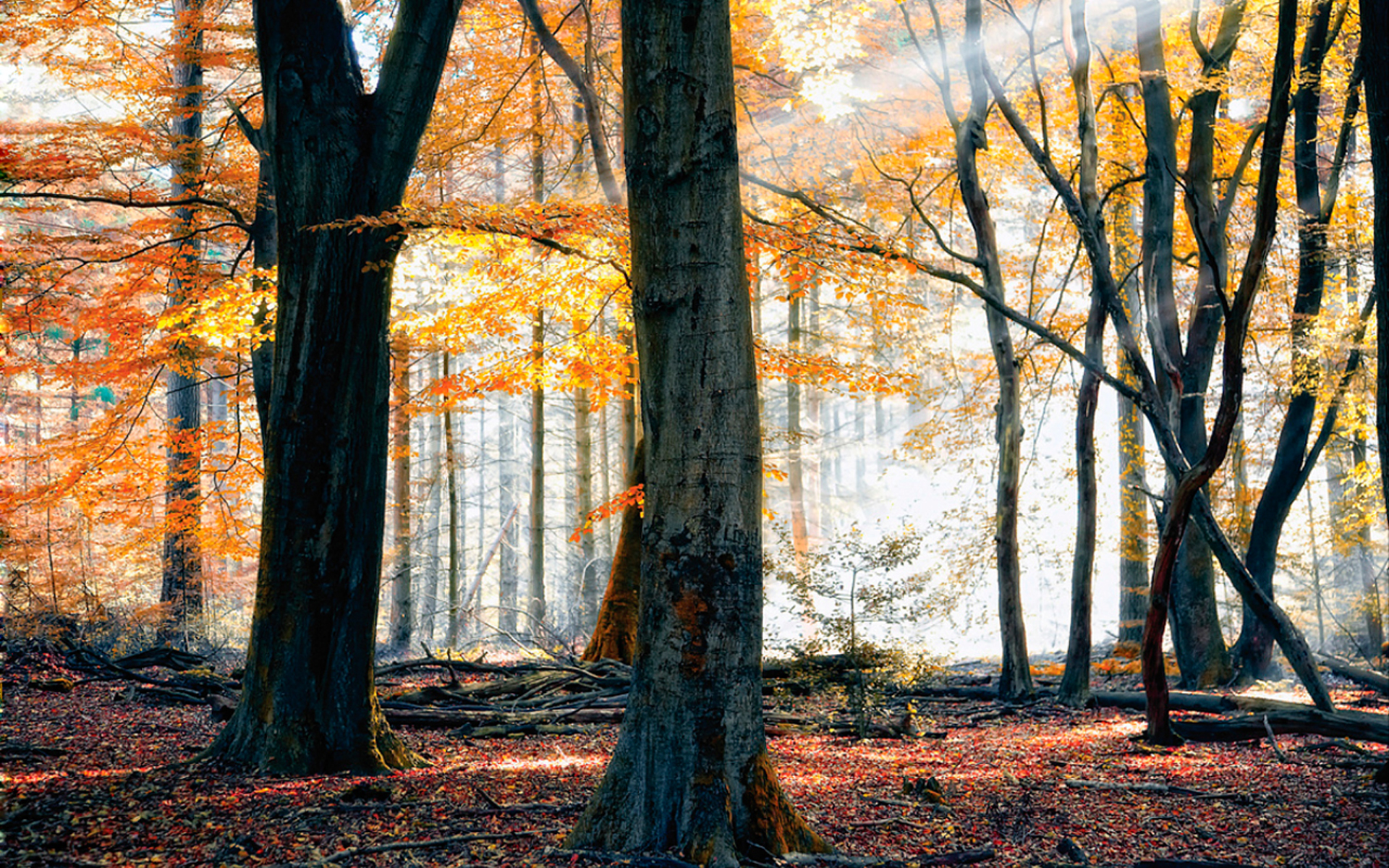 Téléchargez gratuitement l'image Forêt, Terre/nature sur le bureau de votre PC