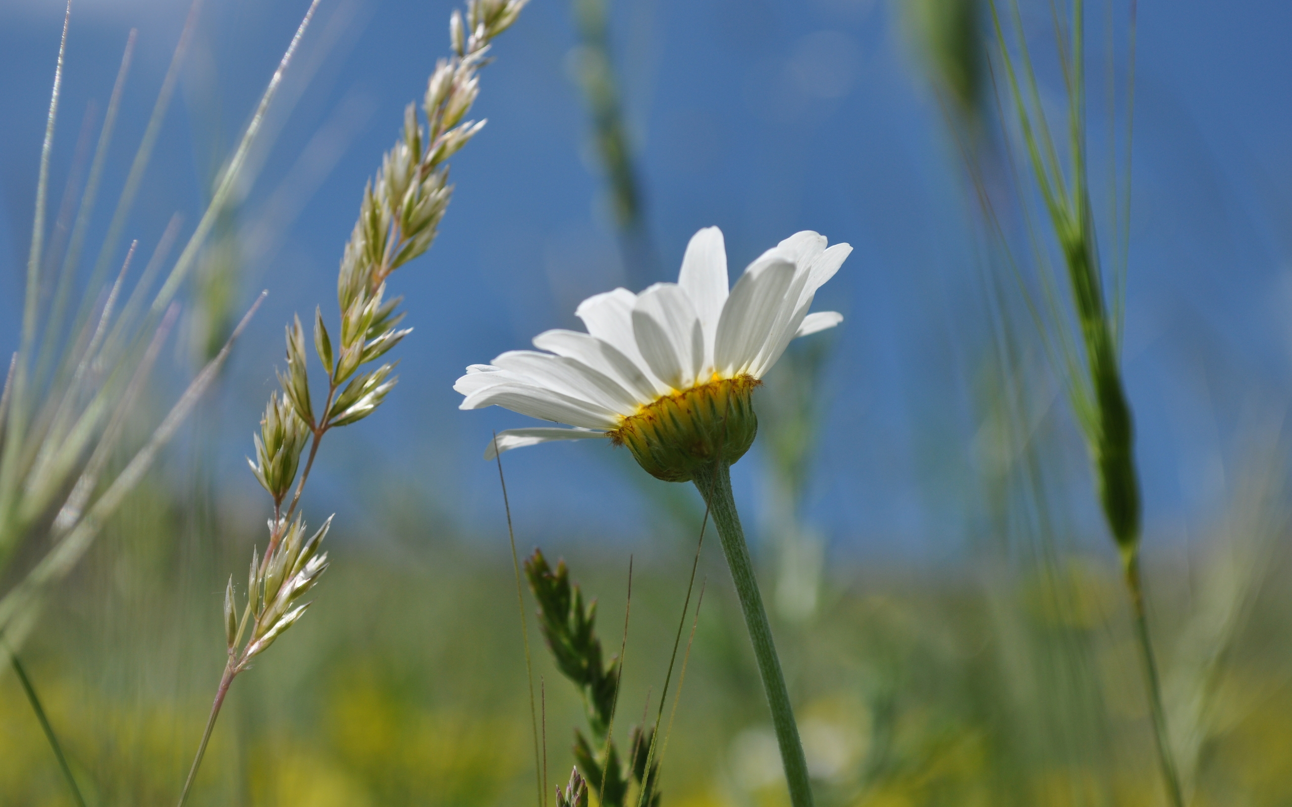 Free download wallpaper Flowers, Flower, Earth on your PC desktop