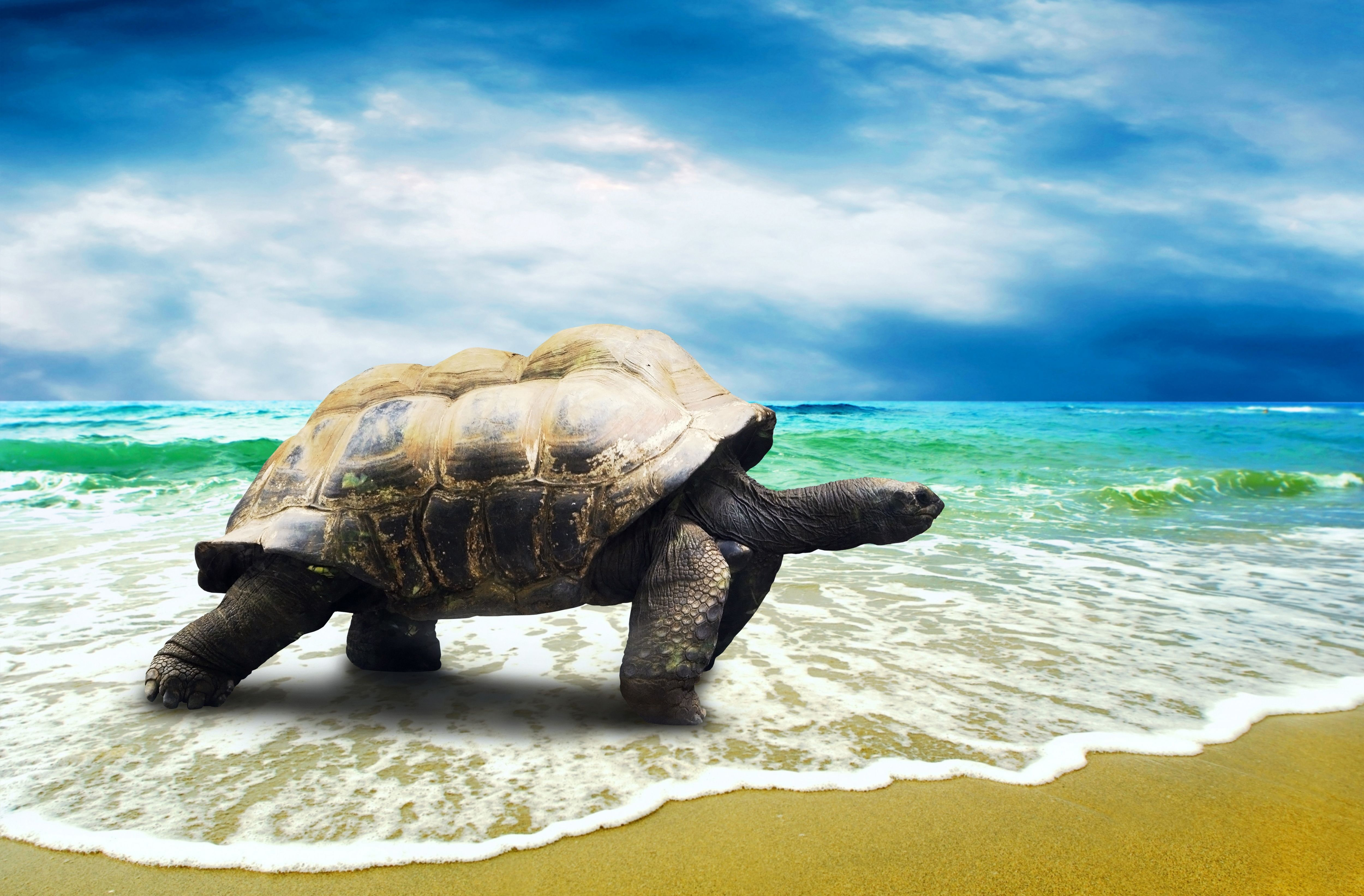 281969 Bild herunterladen tiere, landschildkröten, schildkröten - Hintergrundbilder und Bildschirmschoner kostenlos