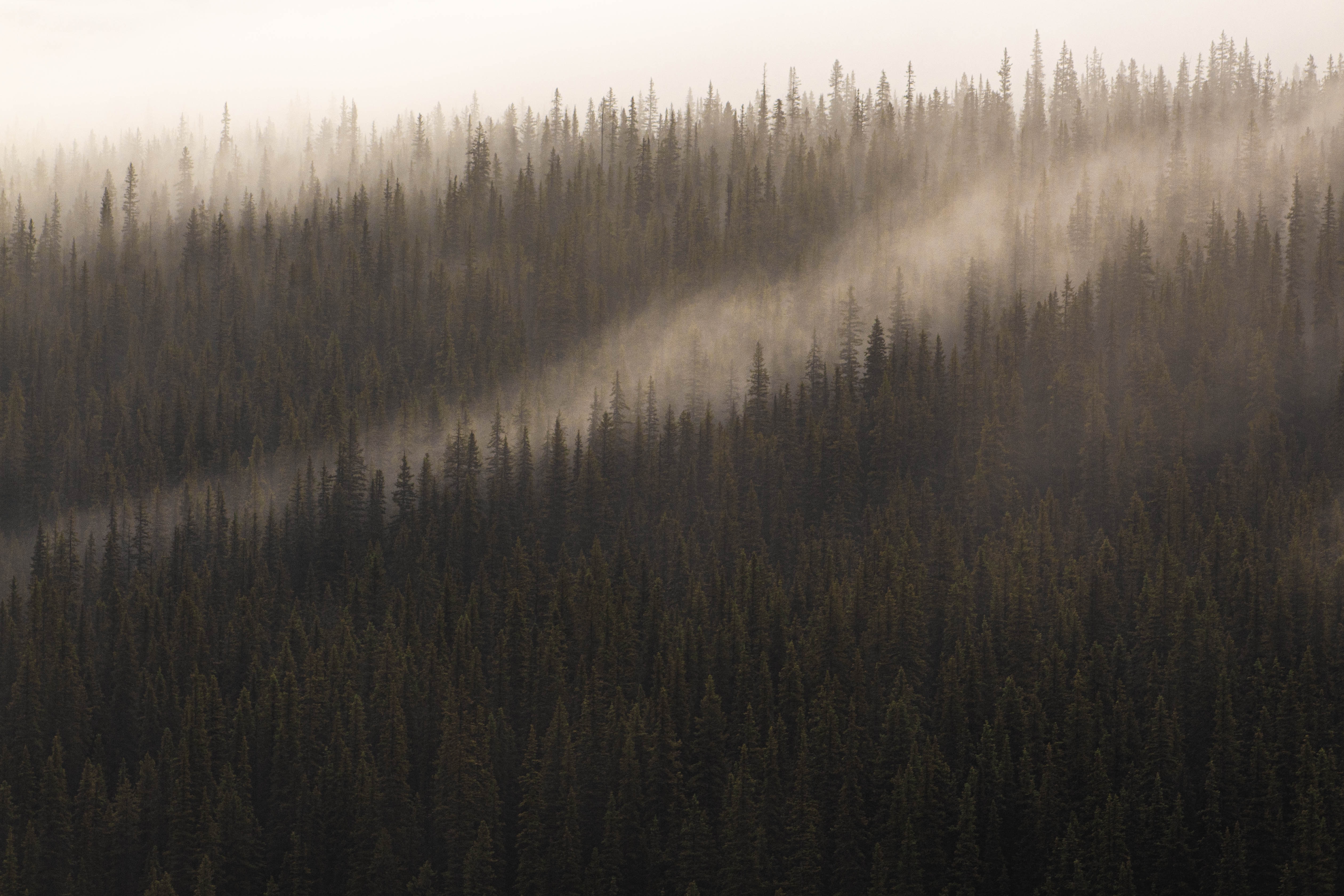 tops, coniferous, forest, nature, trees, top, fog