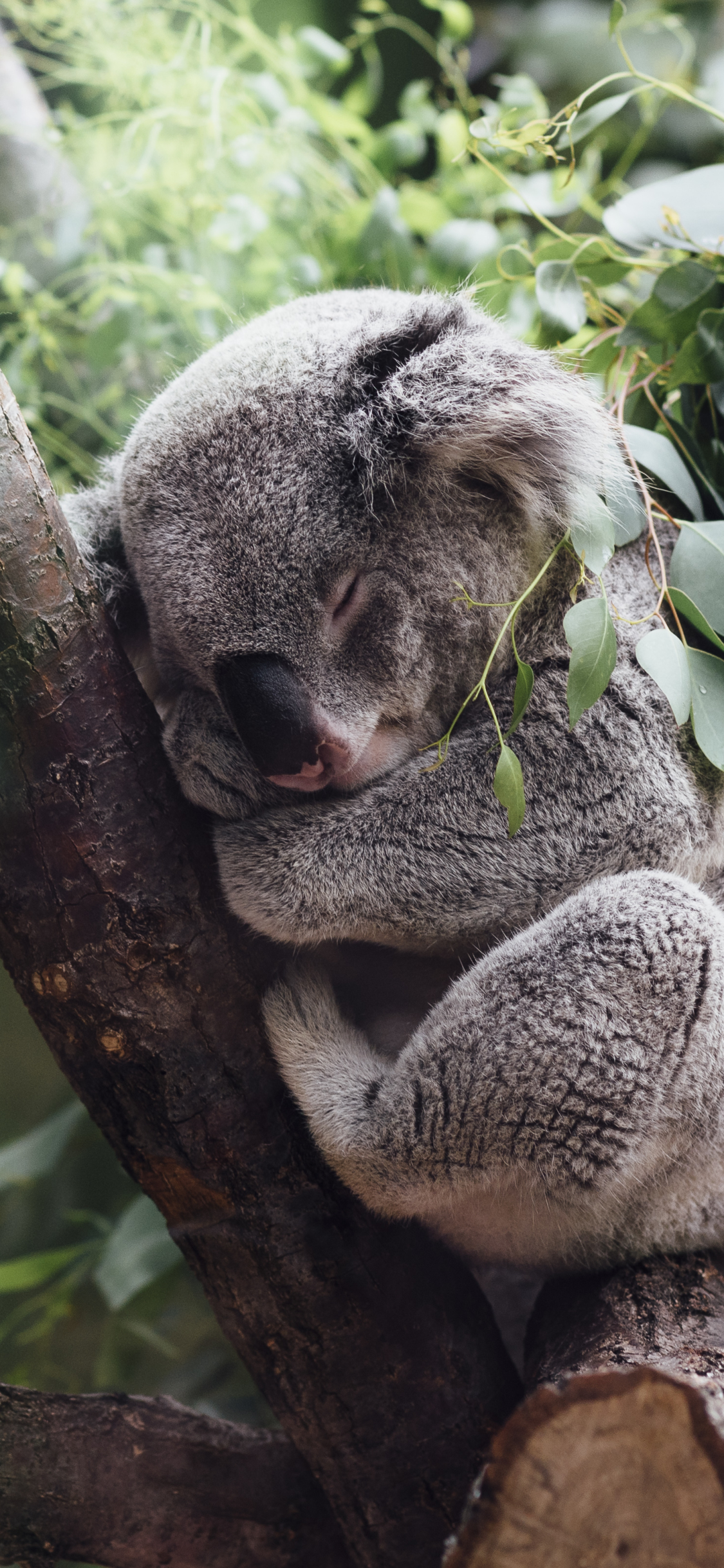 Handy-Wallpaper Tiere, Schlafen, Koala kostenlos herunterladen.