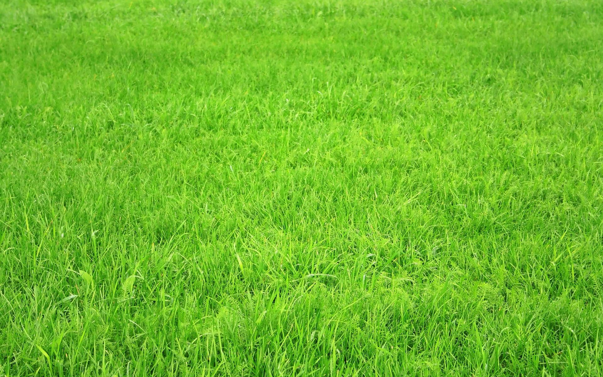 Free download wallpaper Grass, Earth on your PC desktop