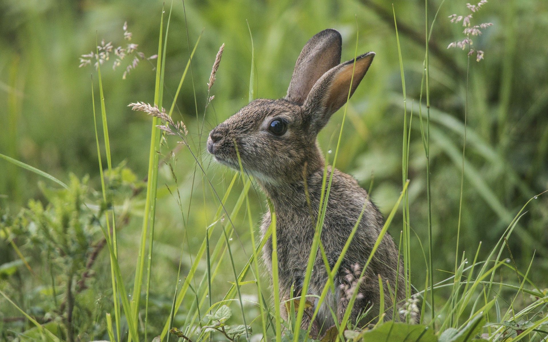 hare, animals, grass, sit, hide