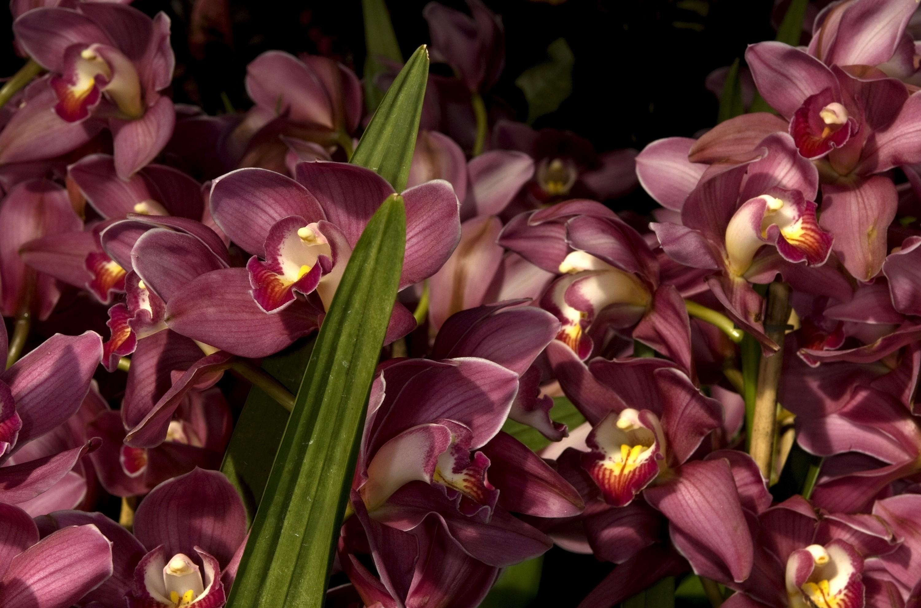 152026 télécharger l'image orchidées, fleurs, feuilles, fermer, gros plan, parcelle, beaucoup - fonds d'écran et économiseurs d'écran gratuits