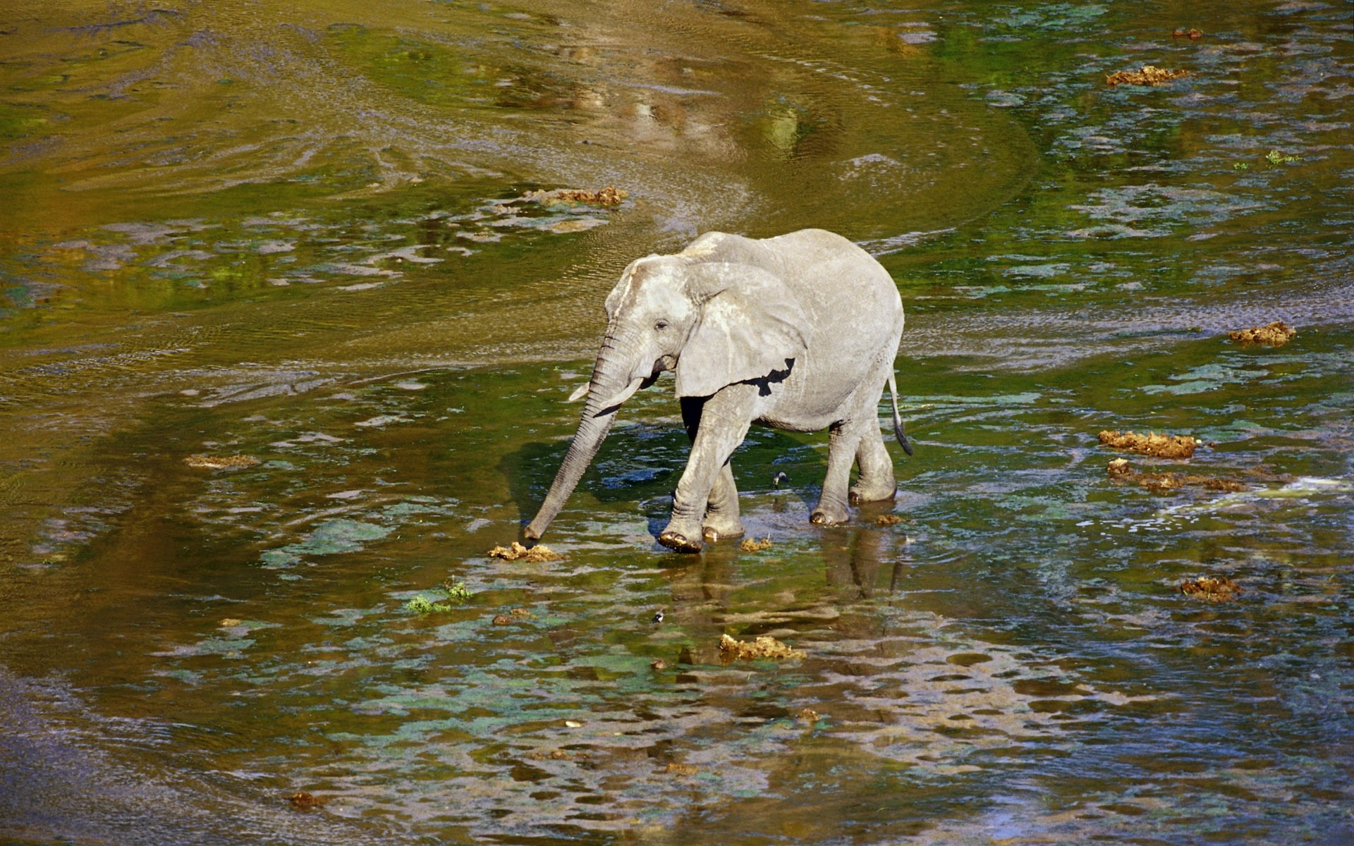 263185 Hintergrundbilder und Afrikanischer Elefant Bilder auf dem Desktop. Laden Sie  Bildschirmschoner kostenlos auf den PC herunter