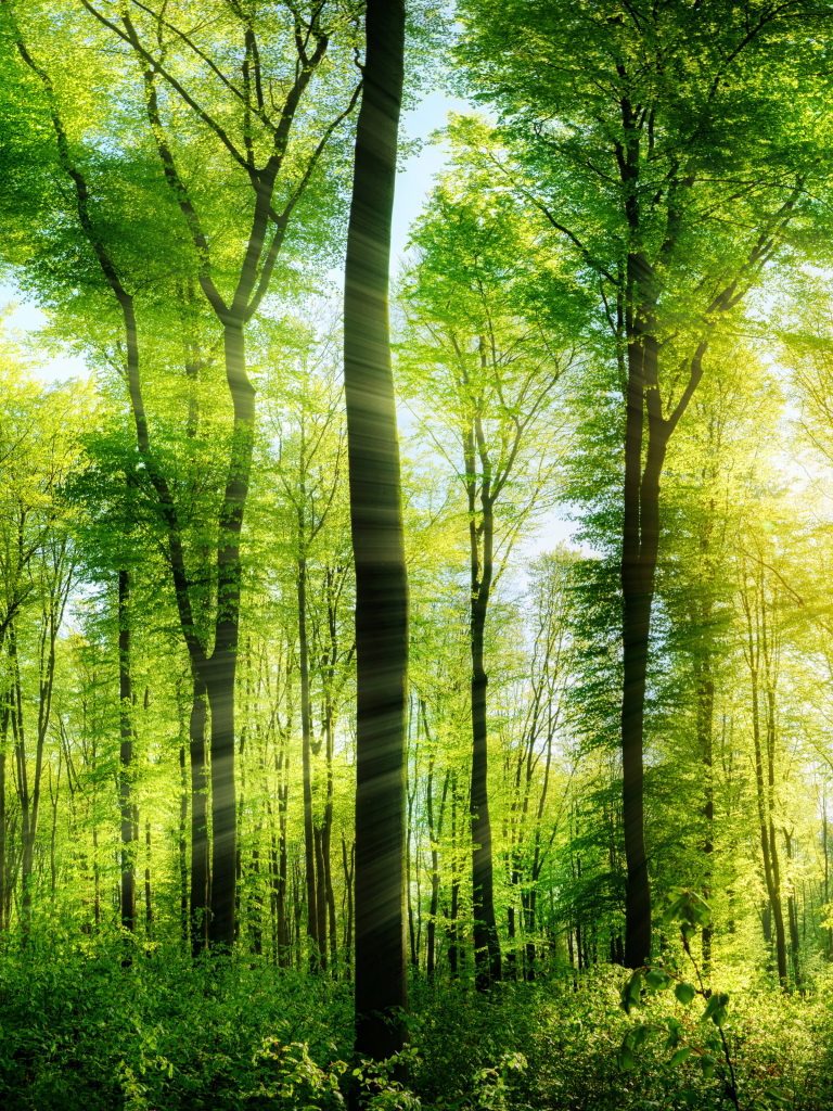 Скачать картинку Природа, Лес, Дерево, Зелень, Солнечный Луч, Земля/природа в телефон бесплатно.