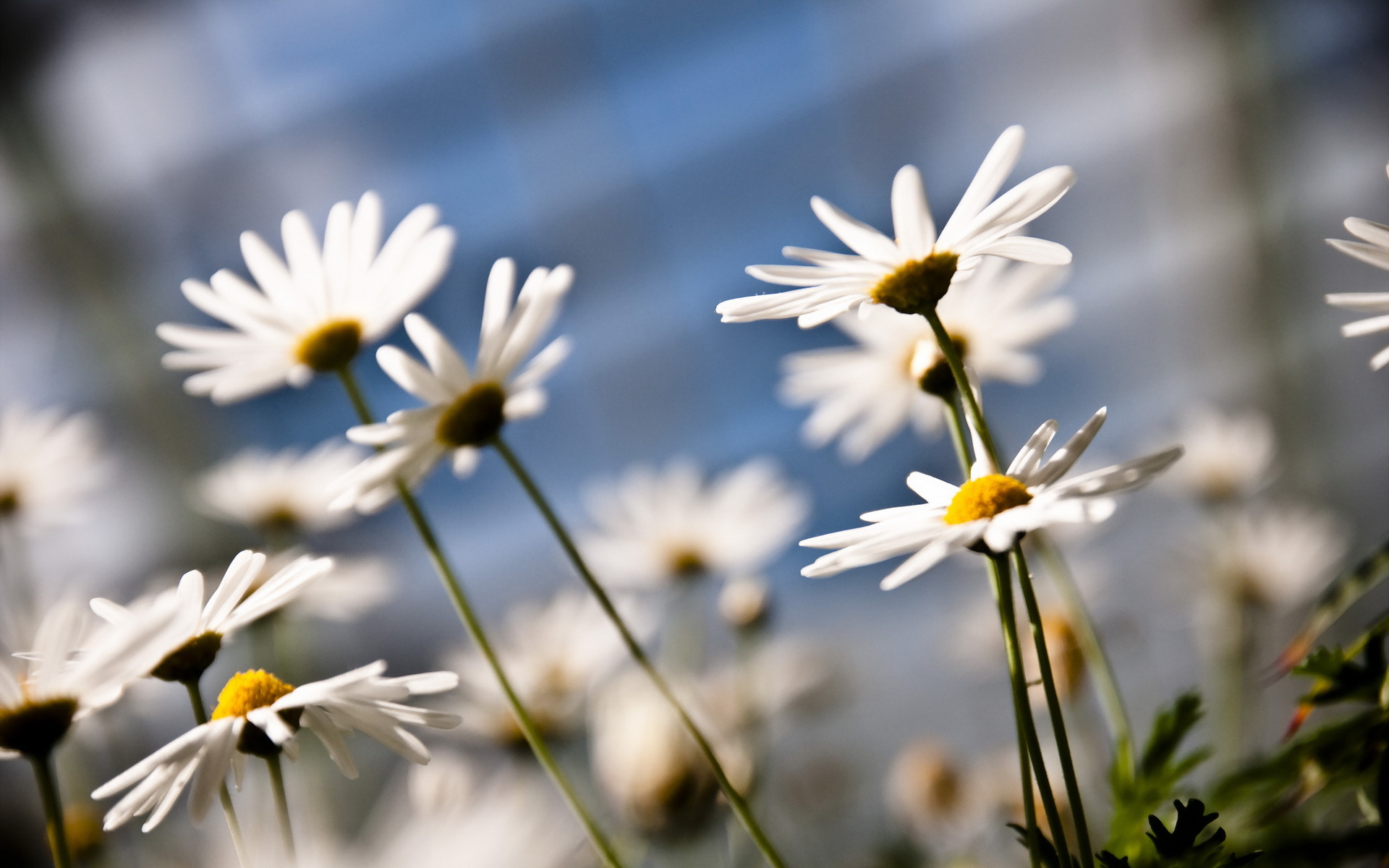 Descarga gratis la imagen Flores, Flor, Tierra/naturaleza en el escritorio de tu PC