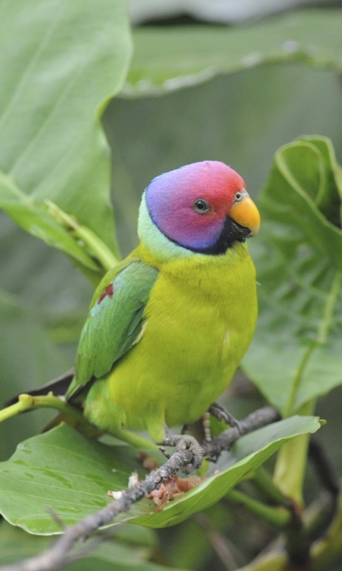 Descarga gratuita de fondo de pantalla para móvil de Animales, Aves, Loro.