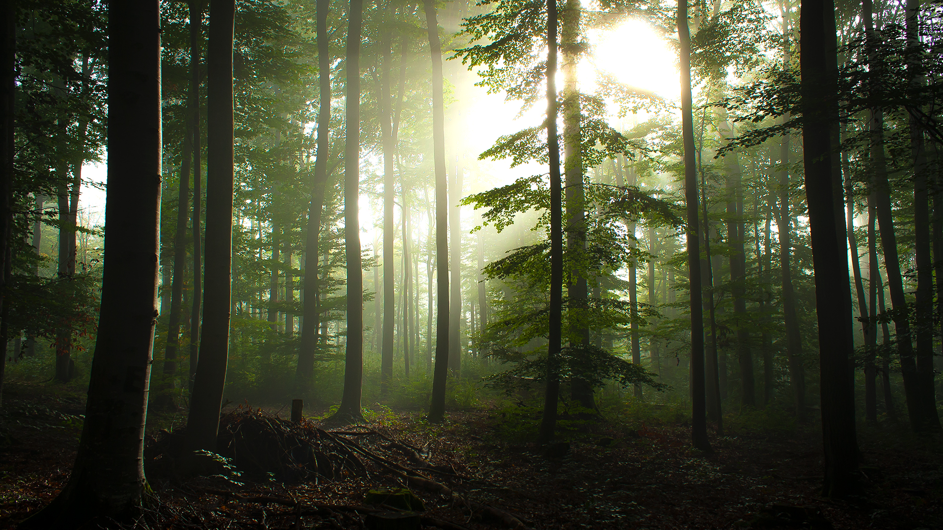 Free download wallpaper Forest, Earth on your PC desktop