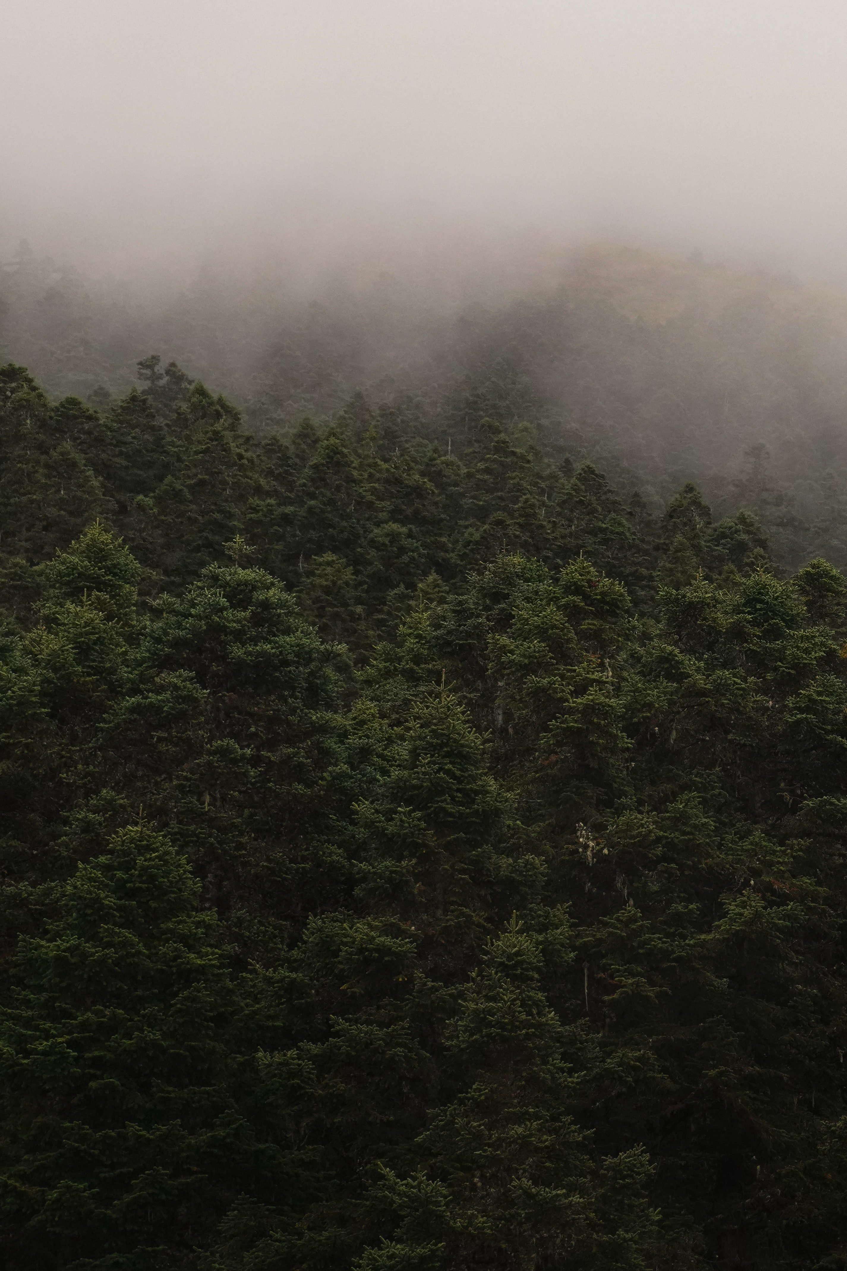 fog, trees, nature, forest, branches, spruce, fir