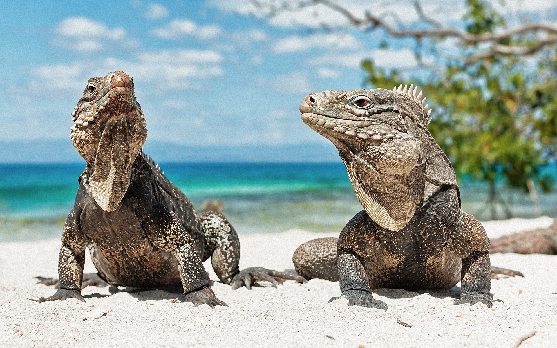 261384 descargar fondo de pantalla iguana, animales, reptiles: protectores de pantalla e imágenes gratis