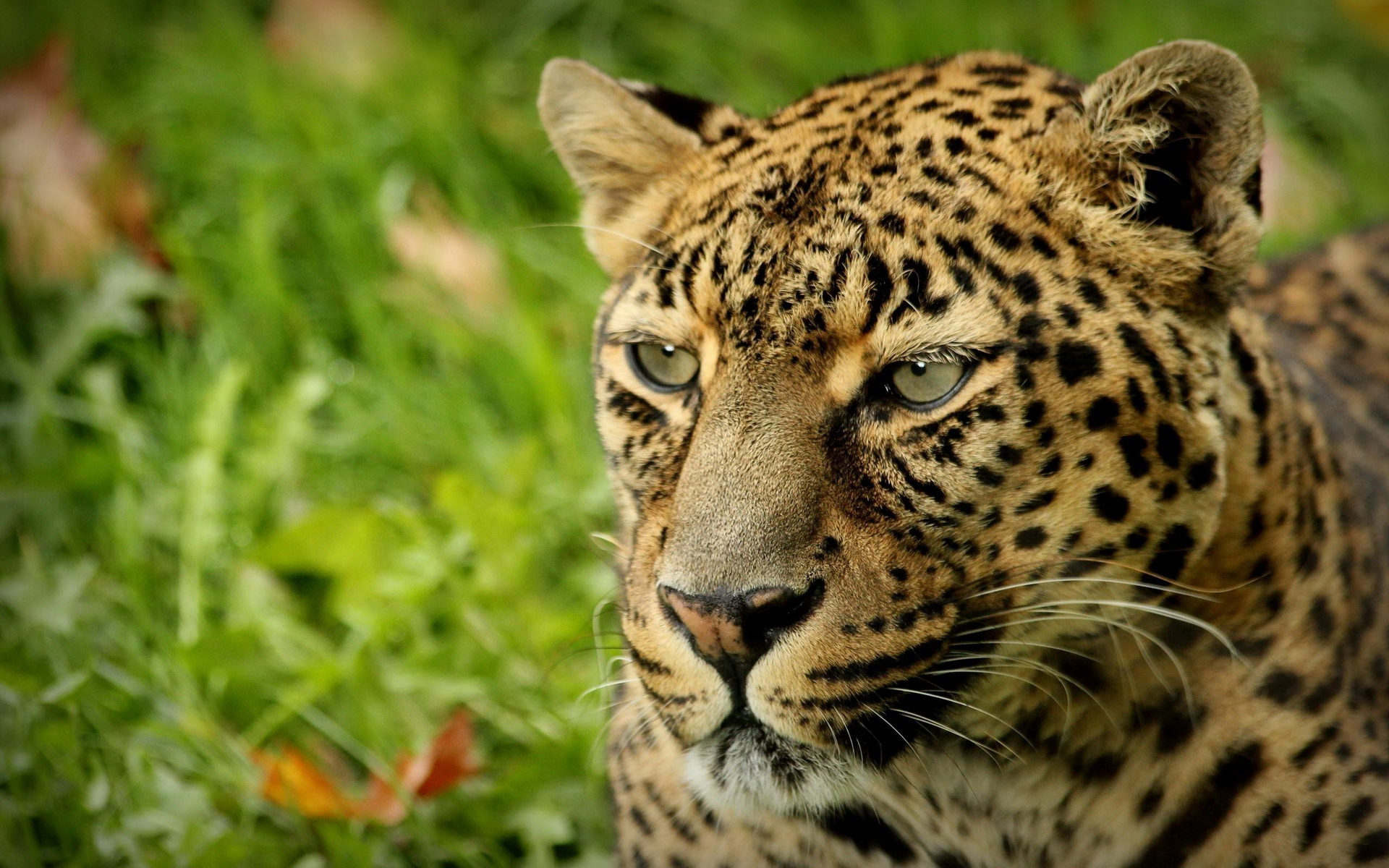 Free download wallpaper Cats, Leopard, Animal on your PC desktop