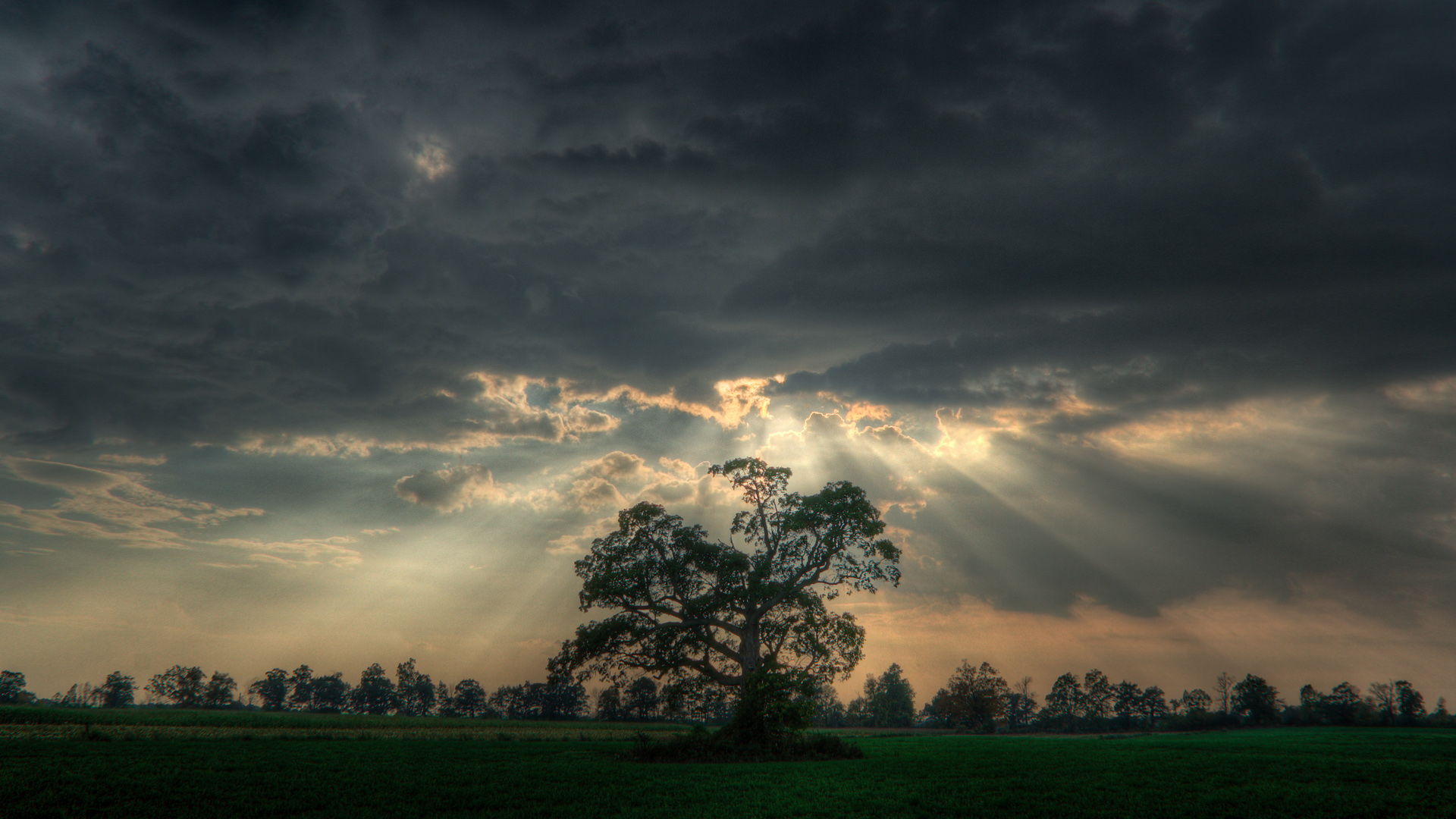 Download mobile wallpaper Tree, Earth, Scenic, Sunbeam for free.