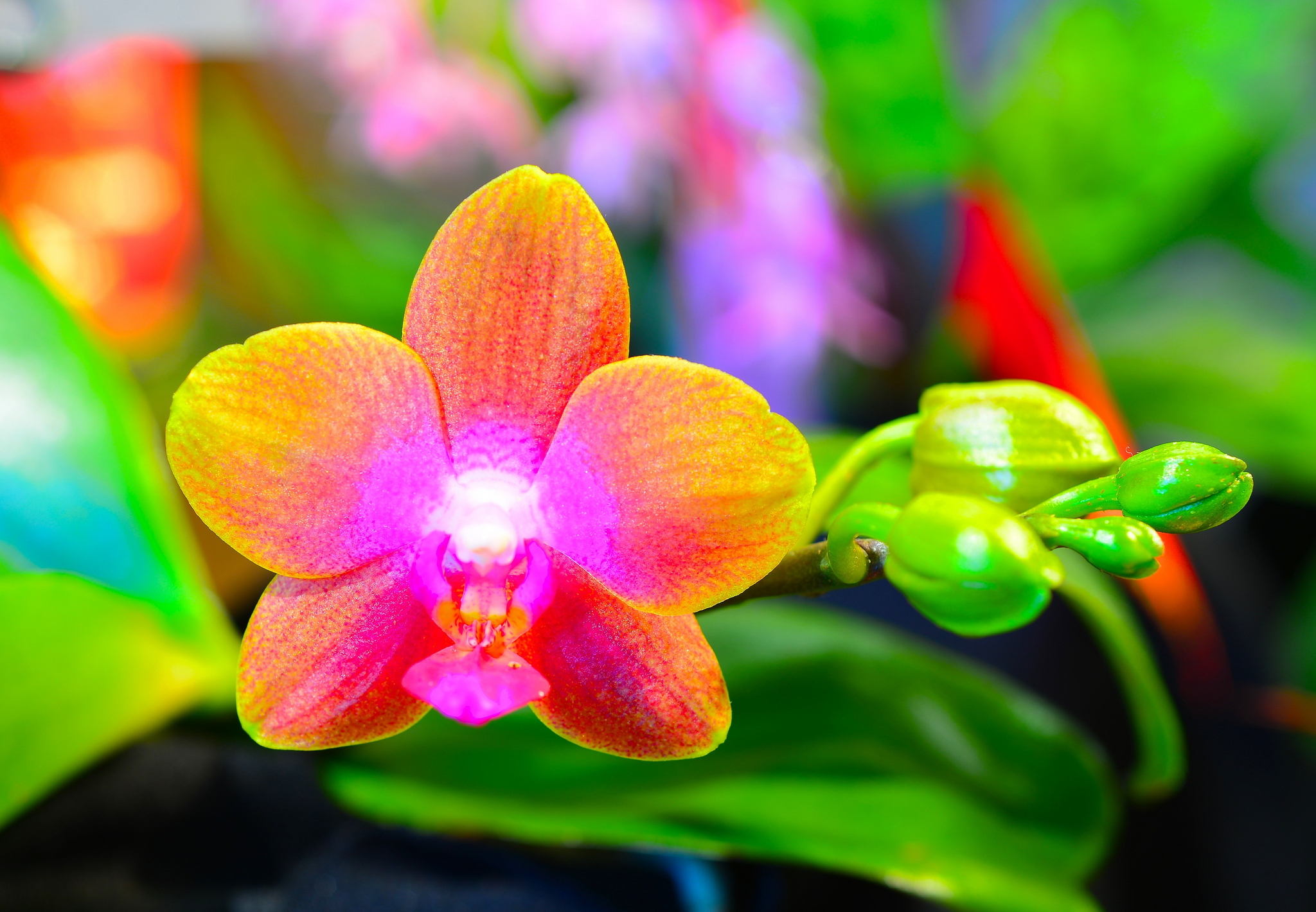 Descarga gratis la imagen Flores, Flor, Orquídea, Tierra/naturaleza, Macrofotografía en el escritorio de tu PC