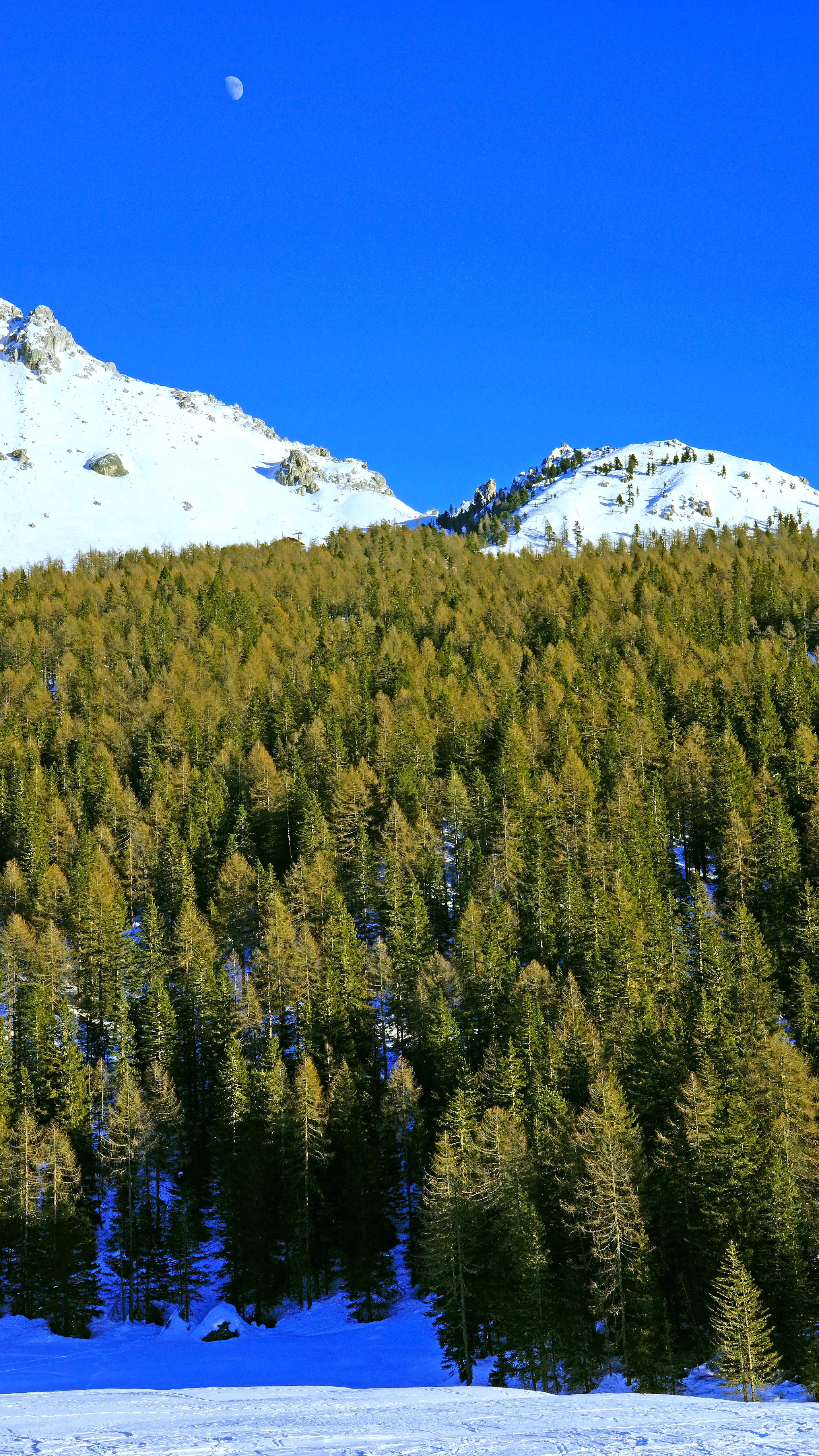 Скачать обои бесплатно Заснеженный, Снег, Природа, Деревья, Лес, Горы, Луна картинка на рабочий стол ПК