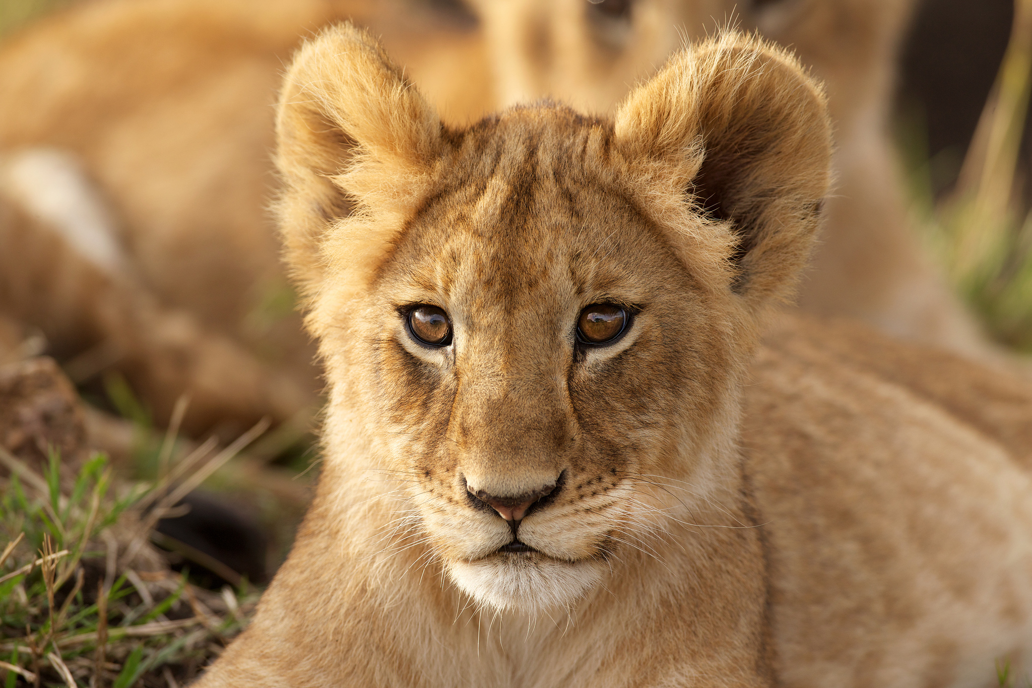 Téléchargez des papiers peints mobile Animaux, Chats, Museau, Lion, Lionceau, Bébé Animal gratuitement.