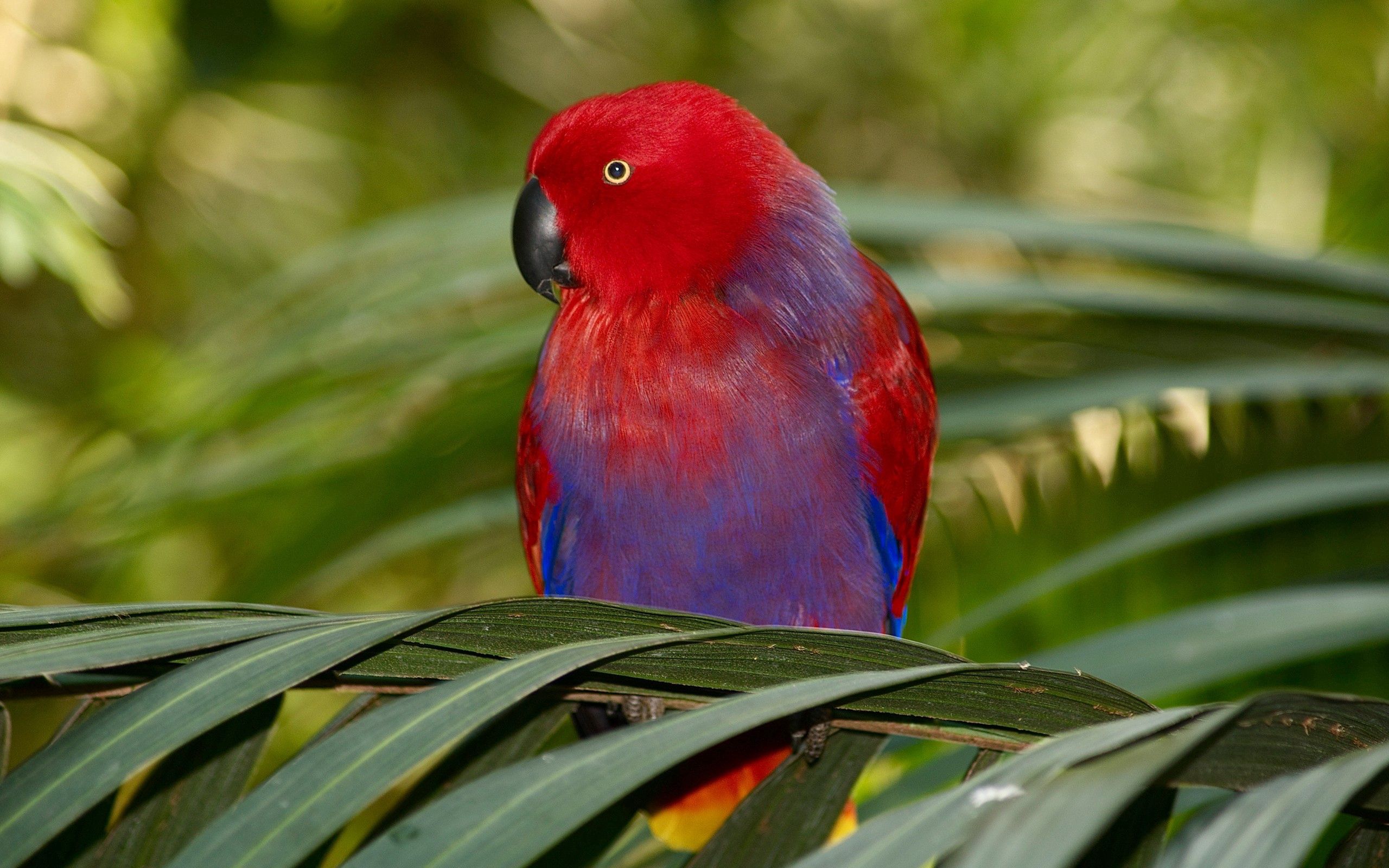 Free download wallpaper Bird, Branch, Colors, Animals, Parrots, Coloring on your PC desktop