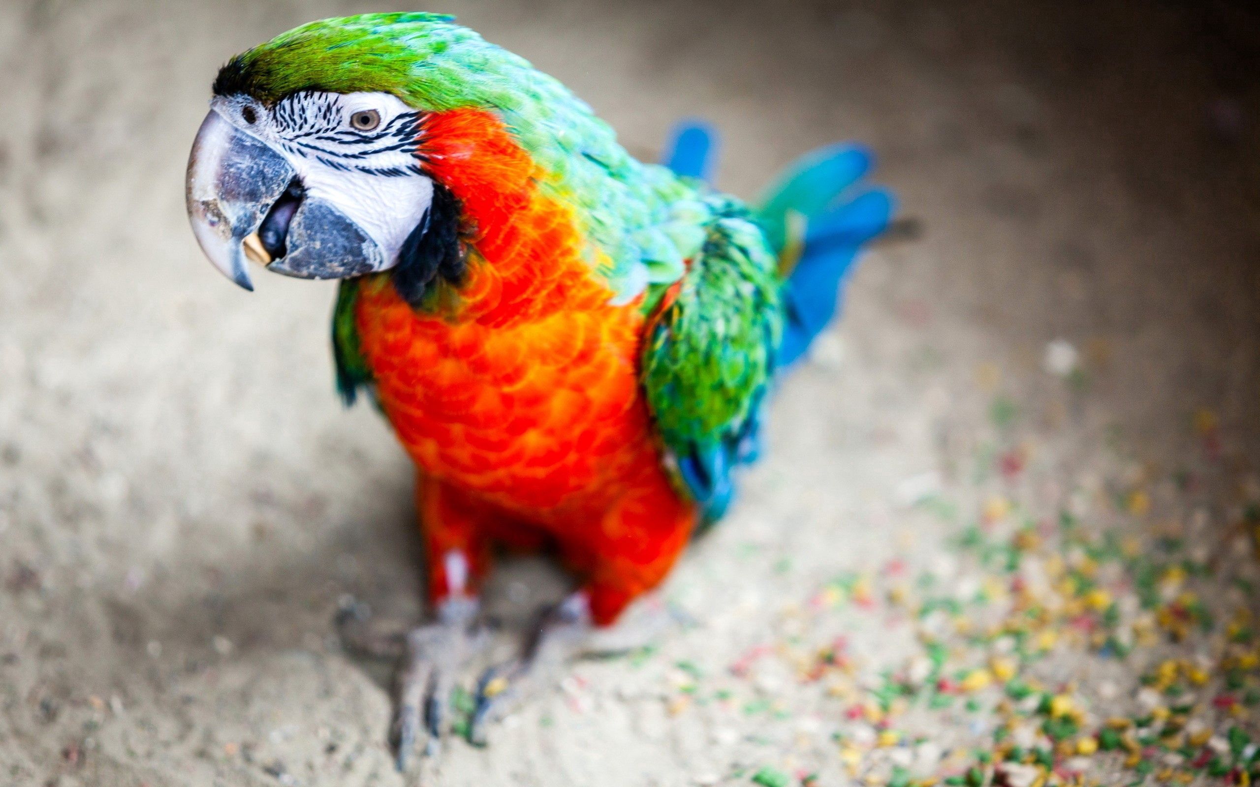 desktop Images animals, parrots, bird, beak, stains, spots