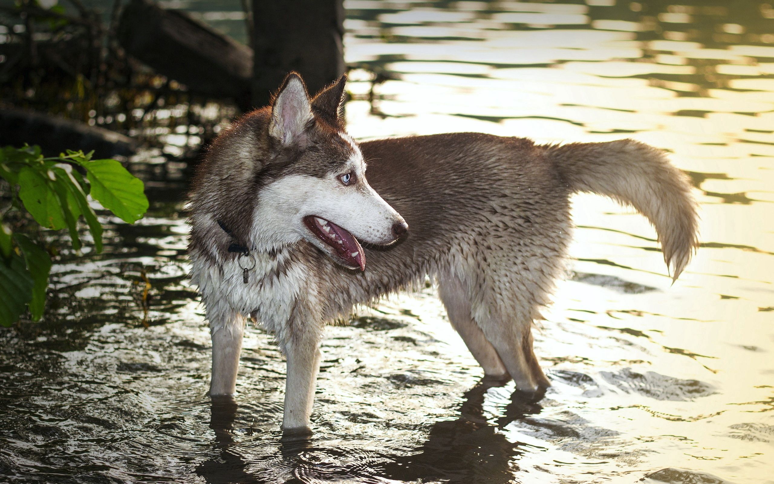 91006 descargar imagen animales, agua, perro, patas, fornido, haska: fondos de pantalla y protectores de pantalla gratis