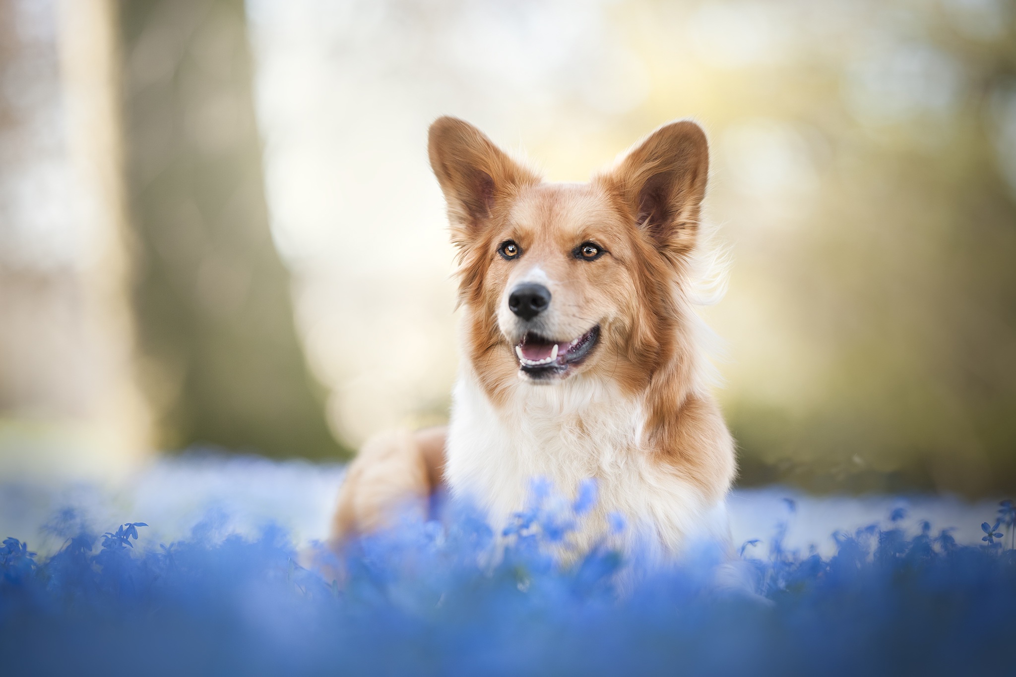 Download mobile wallpaper Dogs, Dog, Animal, Corgi, Depth Of Field for free.