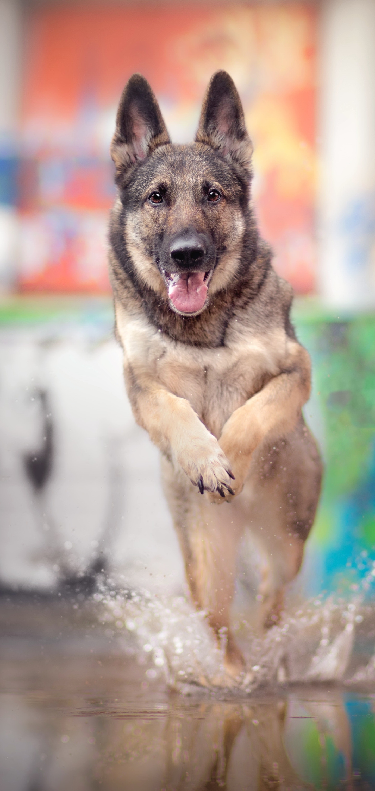 Download mobile wallpaper Dogs, Dog, Splash, Animal, German Shepherd, Depth Of Field for free.