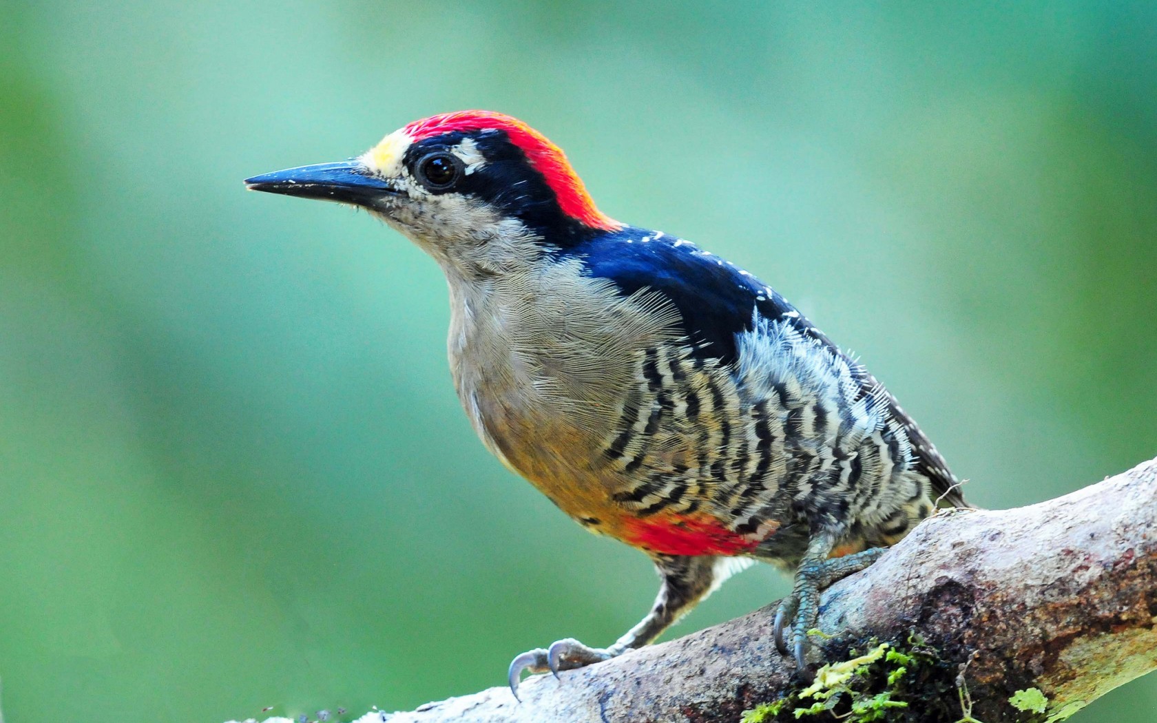 Descarga gratuita de fondo de pantalla para móvil de Ave, Aves, Animales.