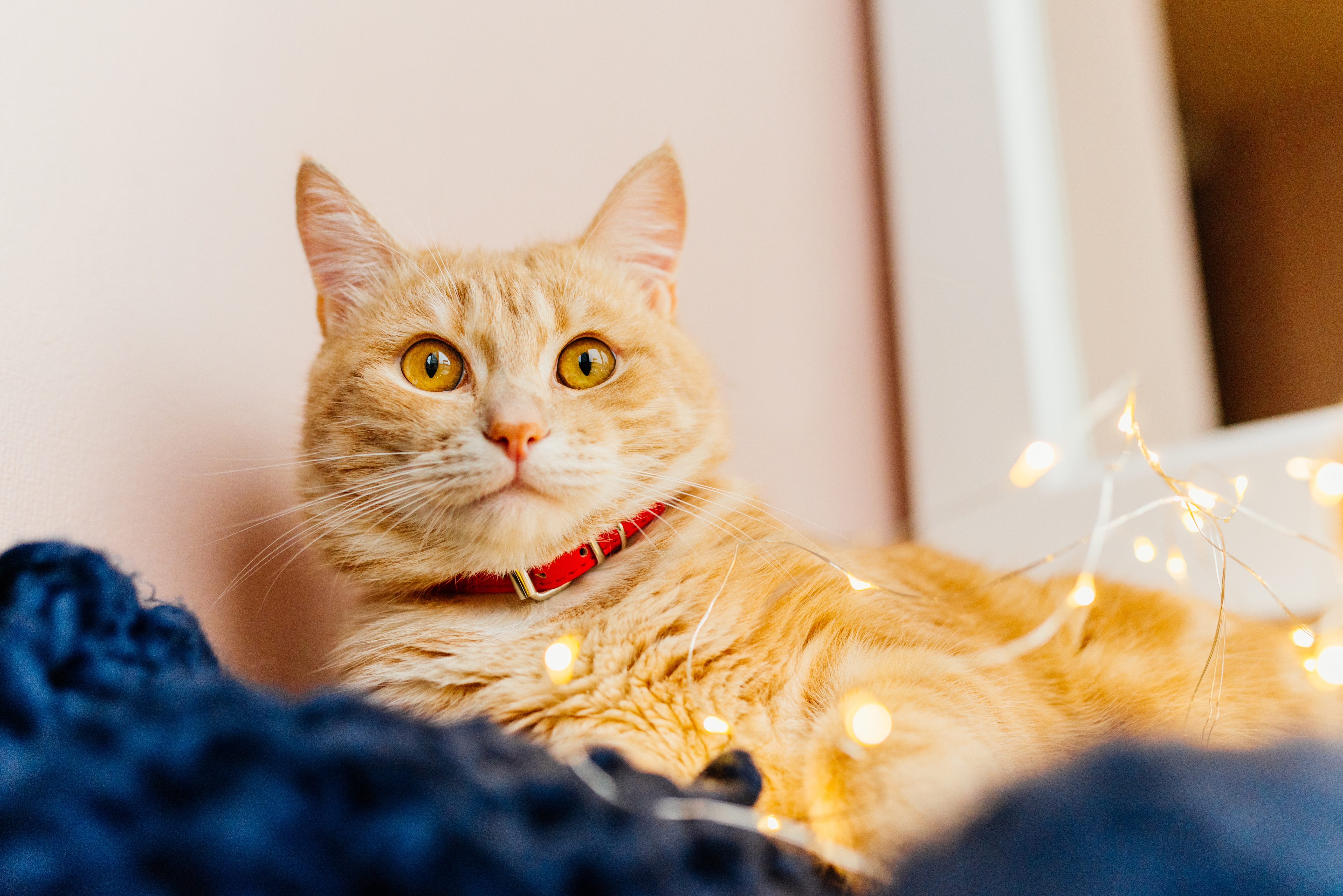 Baixe gratuitamente a imagem Animais, Gatos, Gato na área de trabalho do seu PC