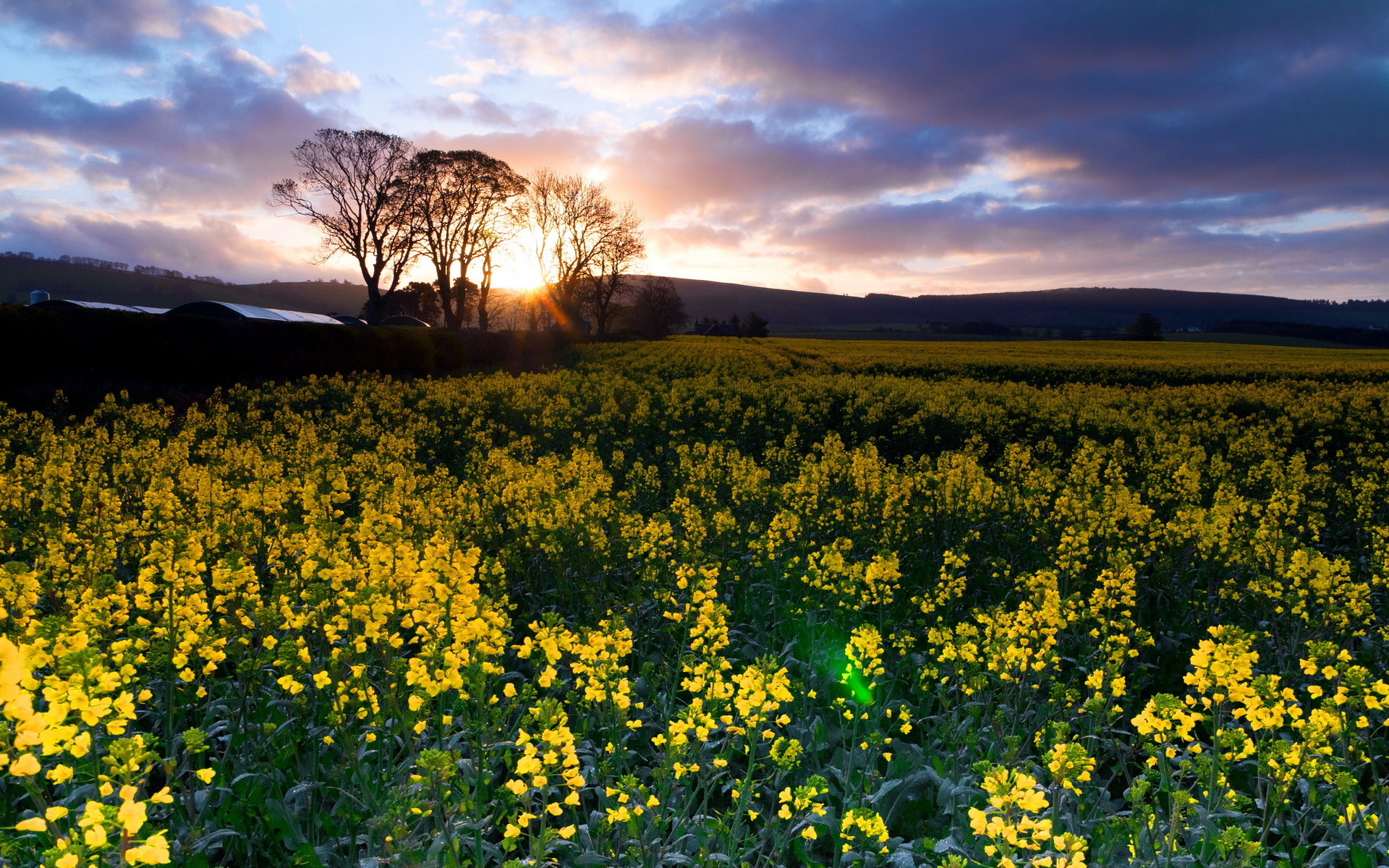 Descarga gratis la imagen Paisaje, Naturaleza, Amanecer, Flor, Campo, Pintoresco, Atardecer, Tierra/naturaleza en el escritorio de tu PC