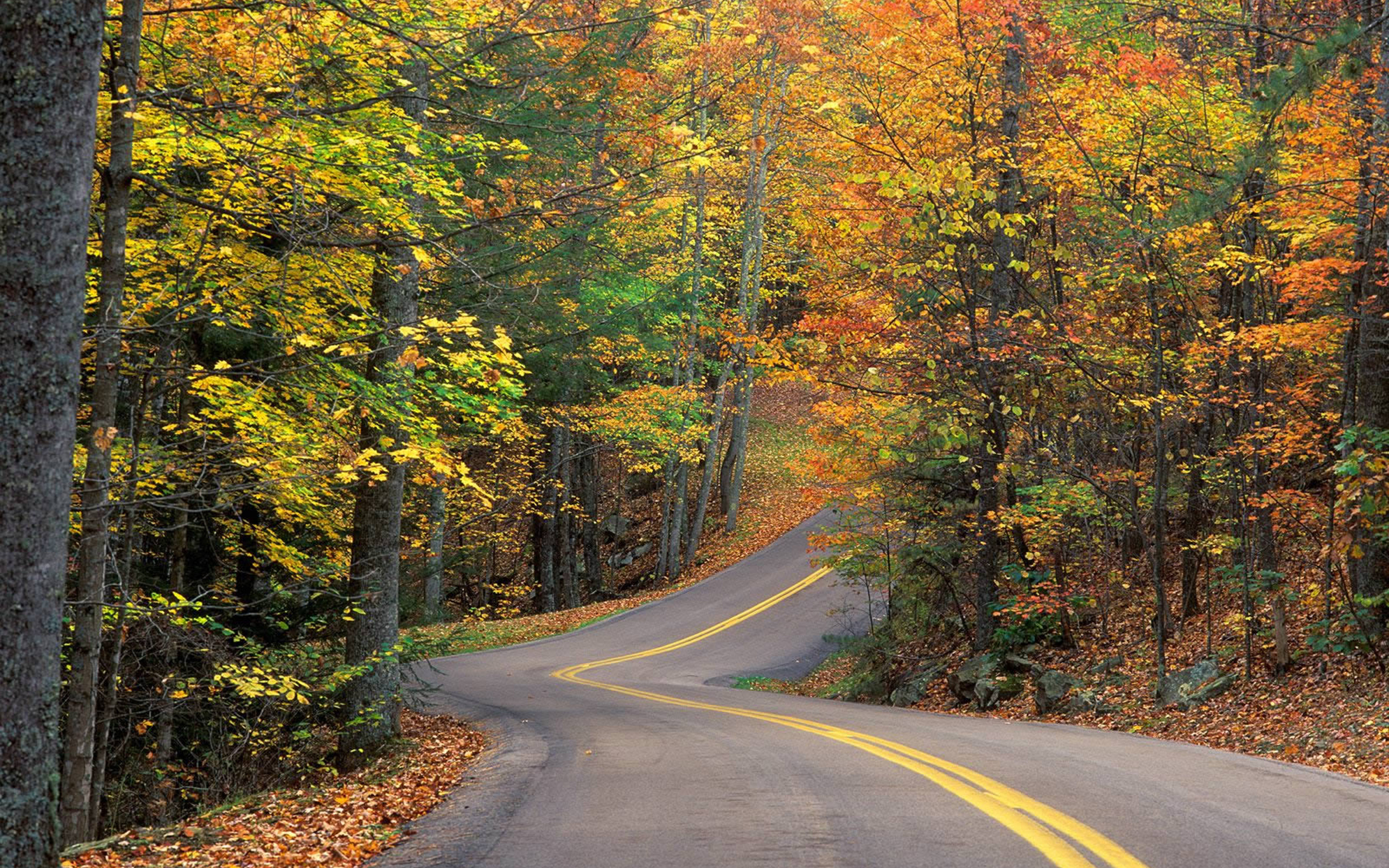 Laden Sie das Herbst, Straße, Baum, Menschengemacht-Bild kostenlos auf Ihren PC-Desktop herunter