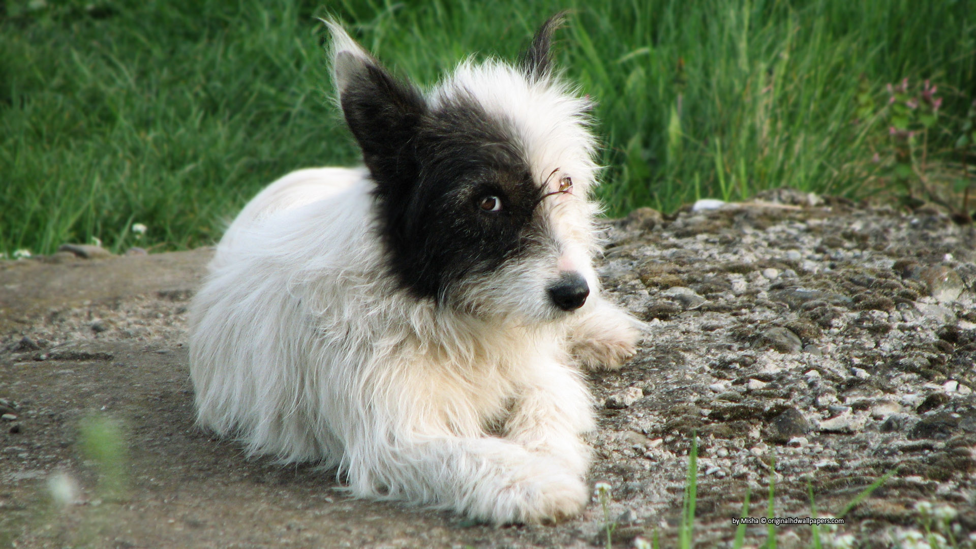 Téléchargez des papiers peints mobile Chiens, Chien, Animaux gratuitement.